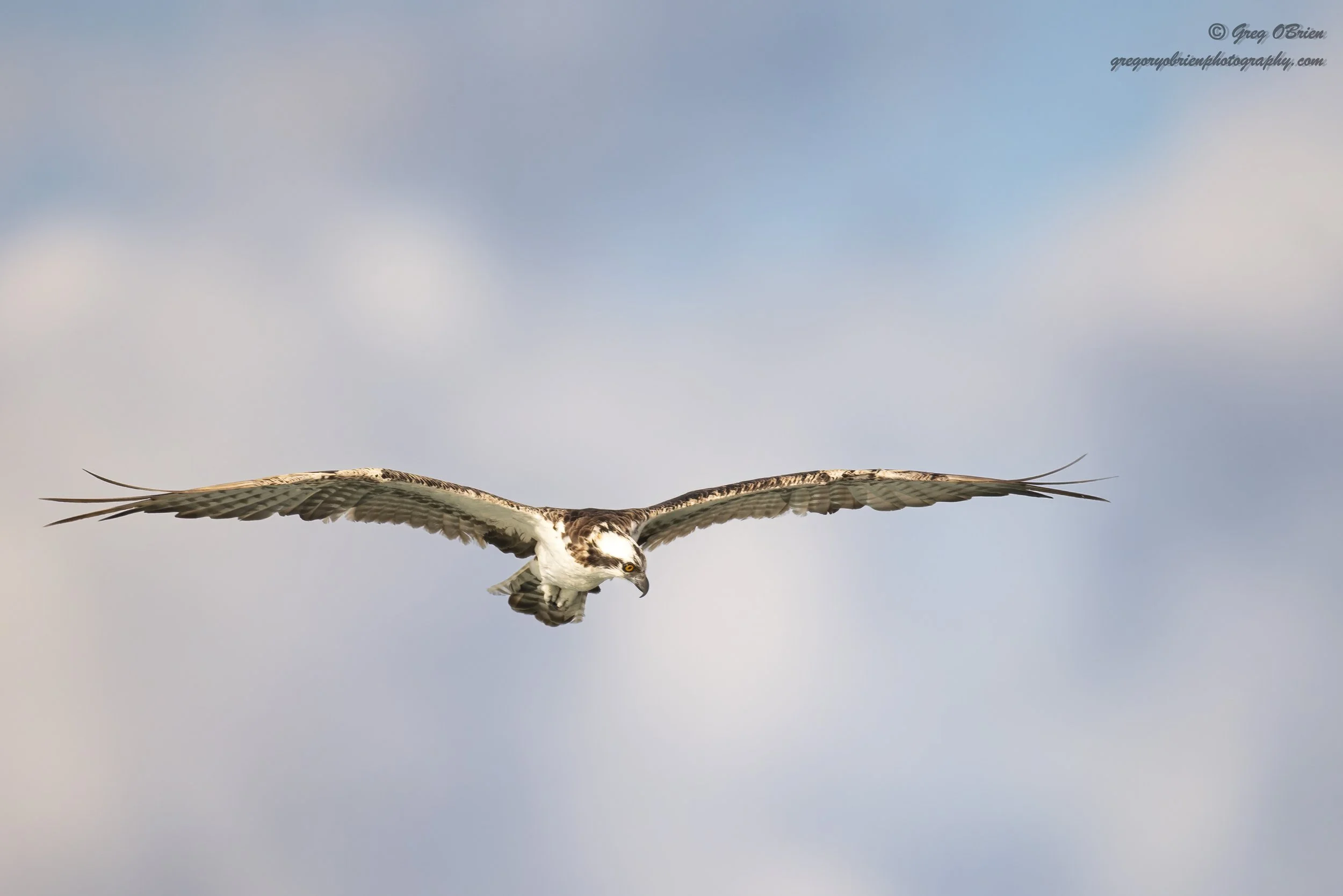 Osprey hunting over the Nokomis Jetty.  Florida