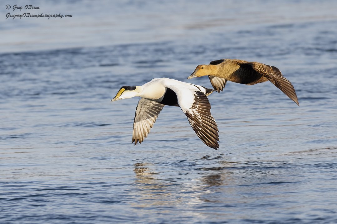 Common Eiders (male and female pair in flight) over the Cape Cod Canal, Massachusetts