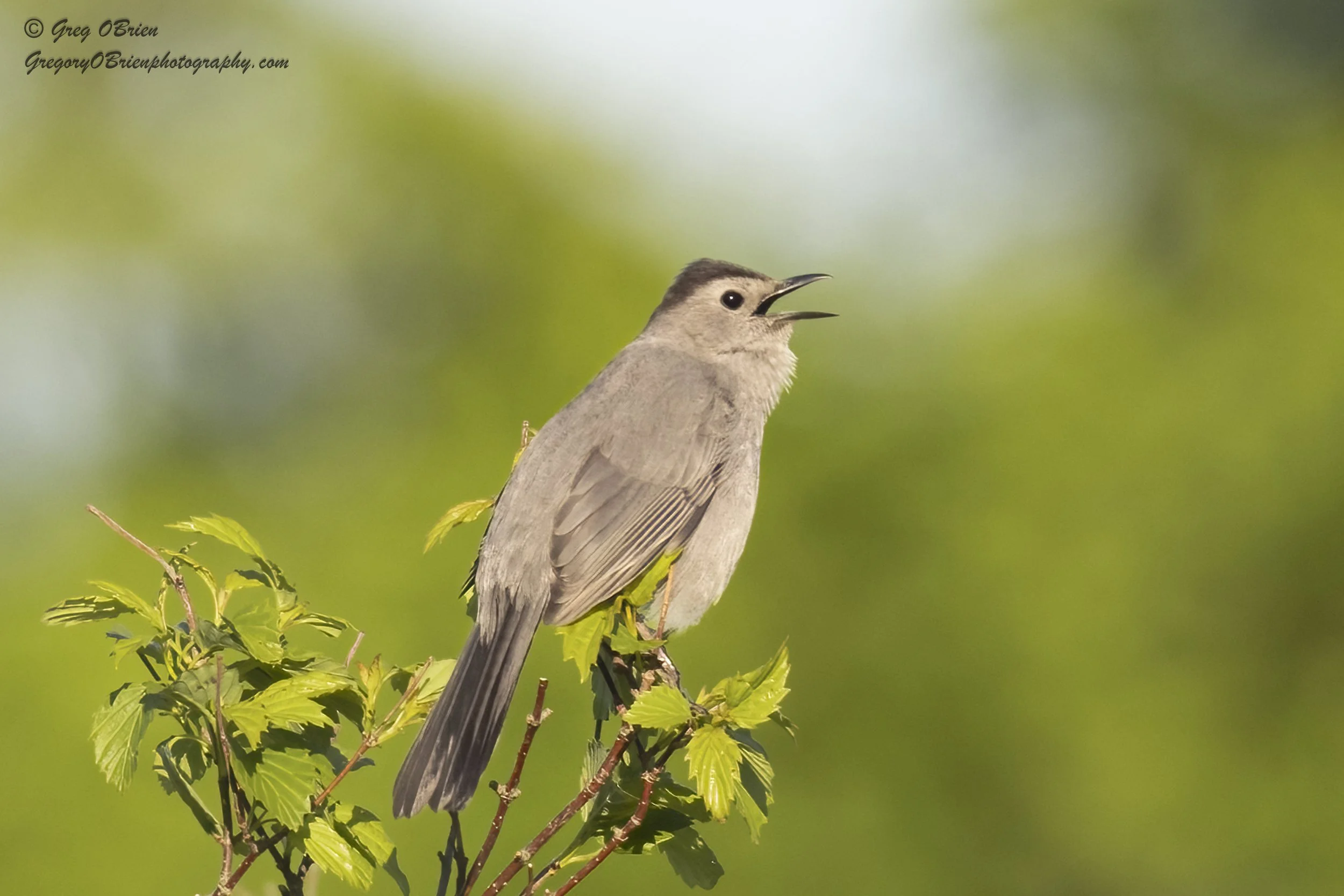 Gray Catbird singing - Daniel Webster Wildlife Sanctuary - Marshfield, Massachusetts