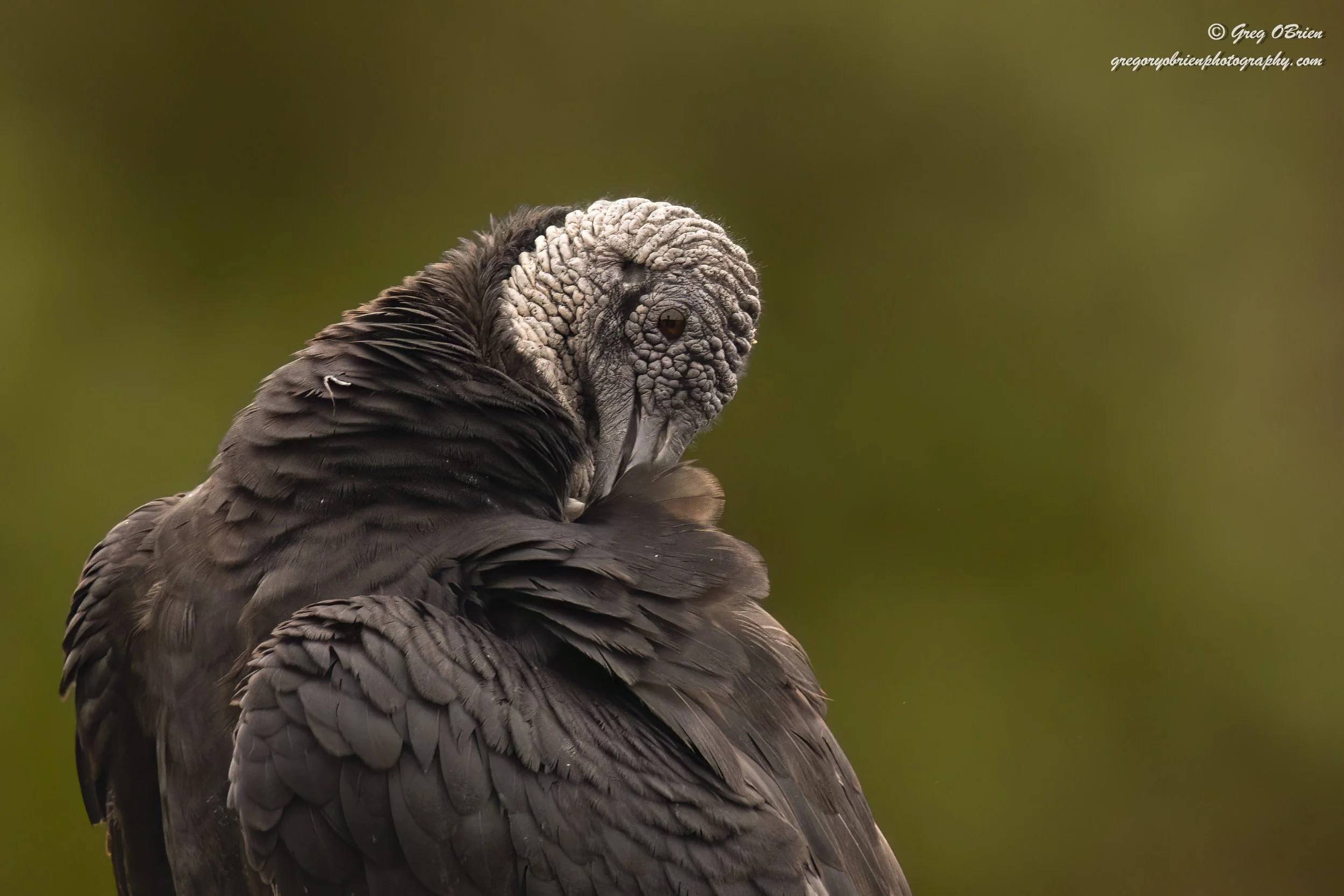 Black Vulture (preening) - Myakka State Park - Sarasota, Florida