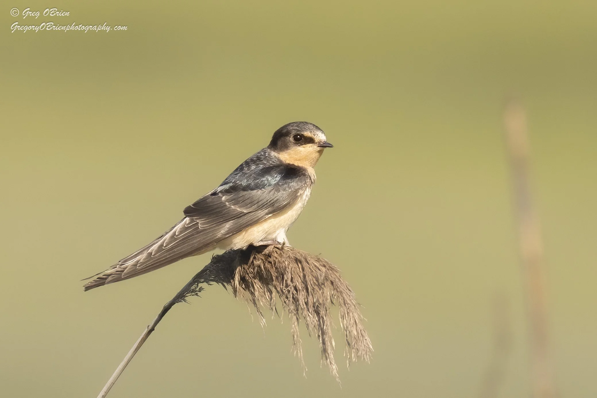 Barn Swallow (Juvenile) - The Spit - Scituate Massachusetts