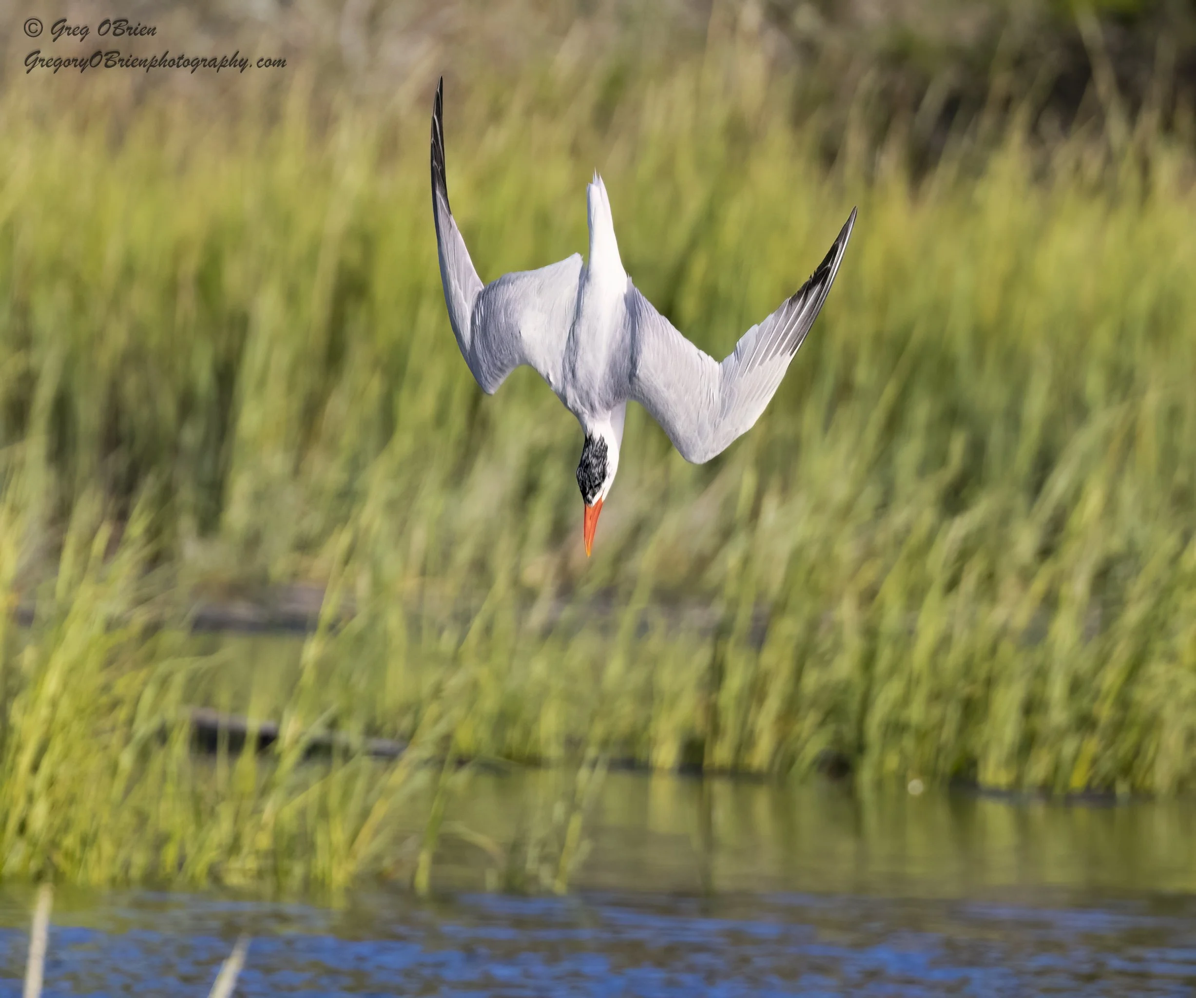 Royal Tern (diving) - Huntington Beach State Park - South Carolina