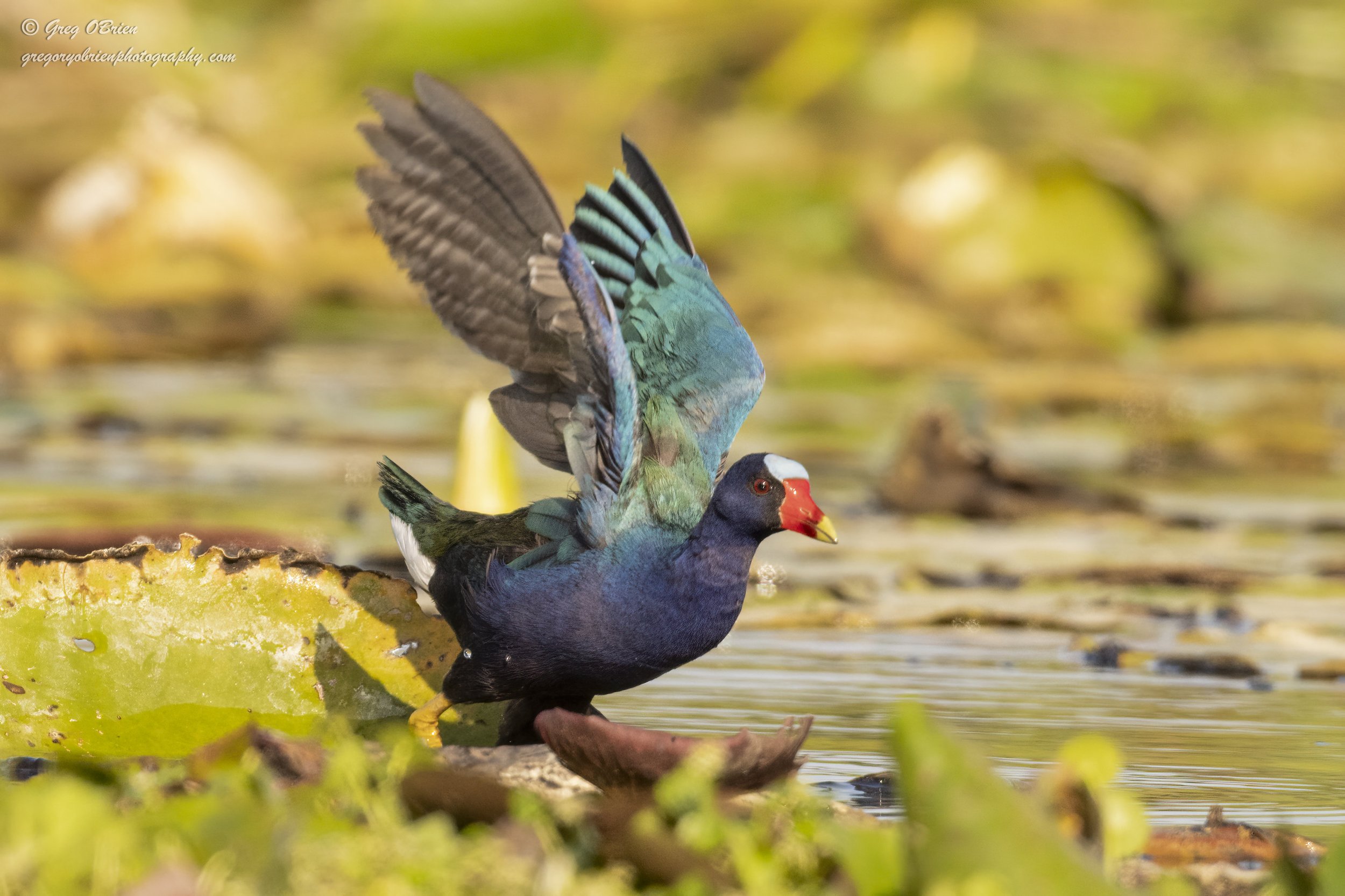 Purple Gallinule - (wing spread) - Venice, Florida 