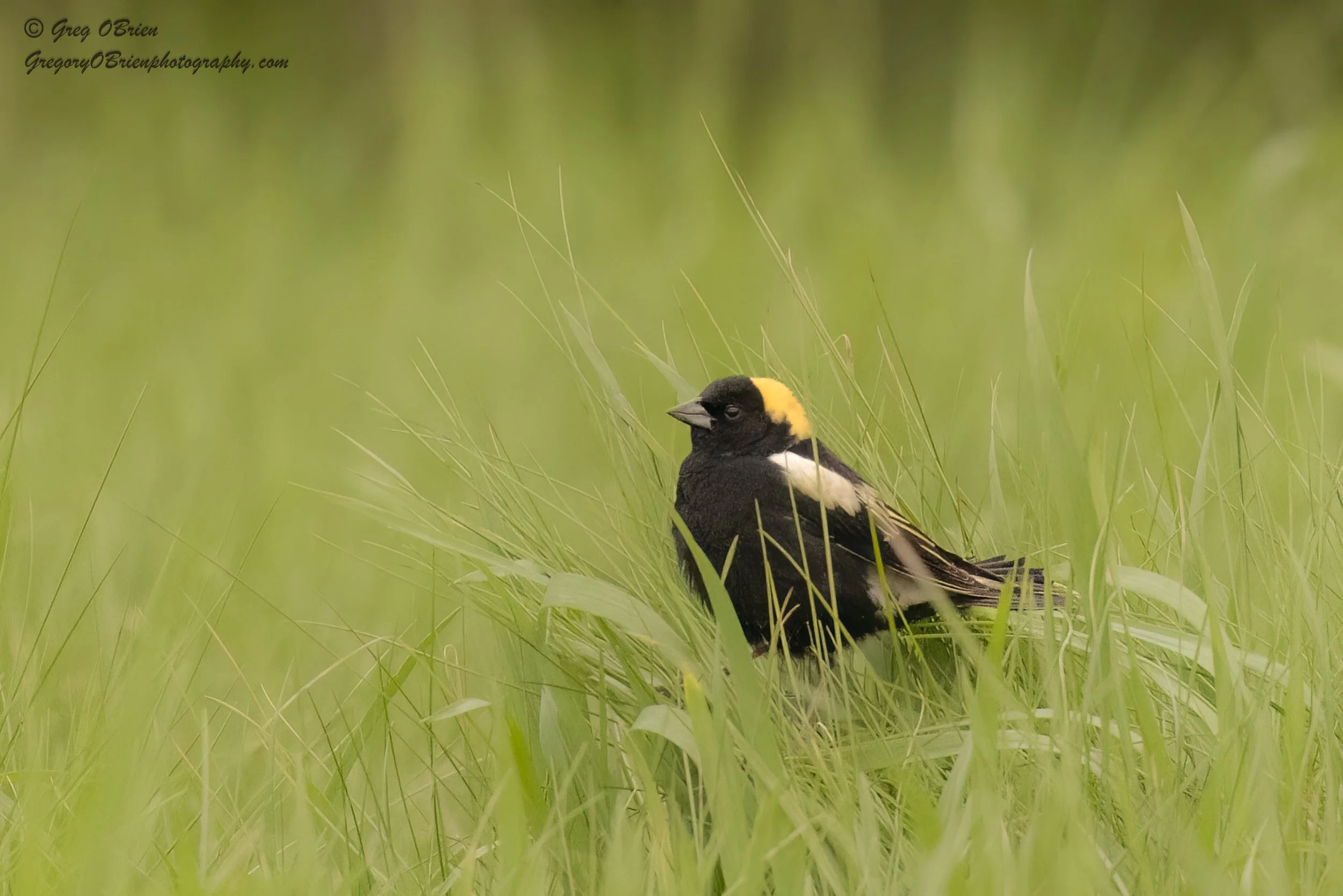 Bobolink (male) - scouting on nesting area in grass - Daniel Webster Wildlife Sanctuary - Marshfield, Massachusetts