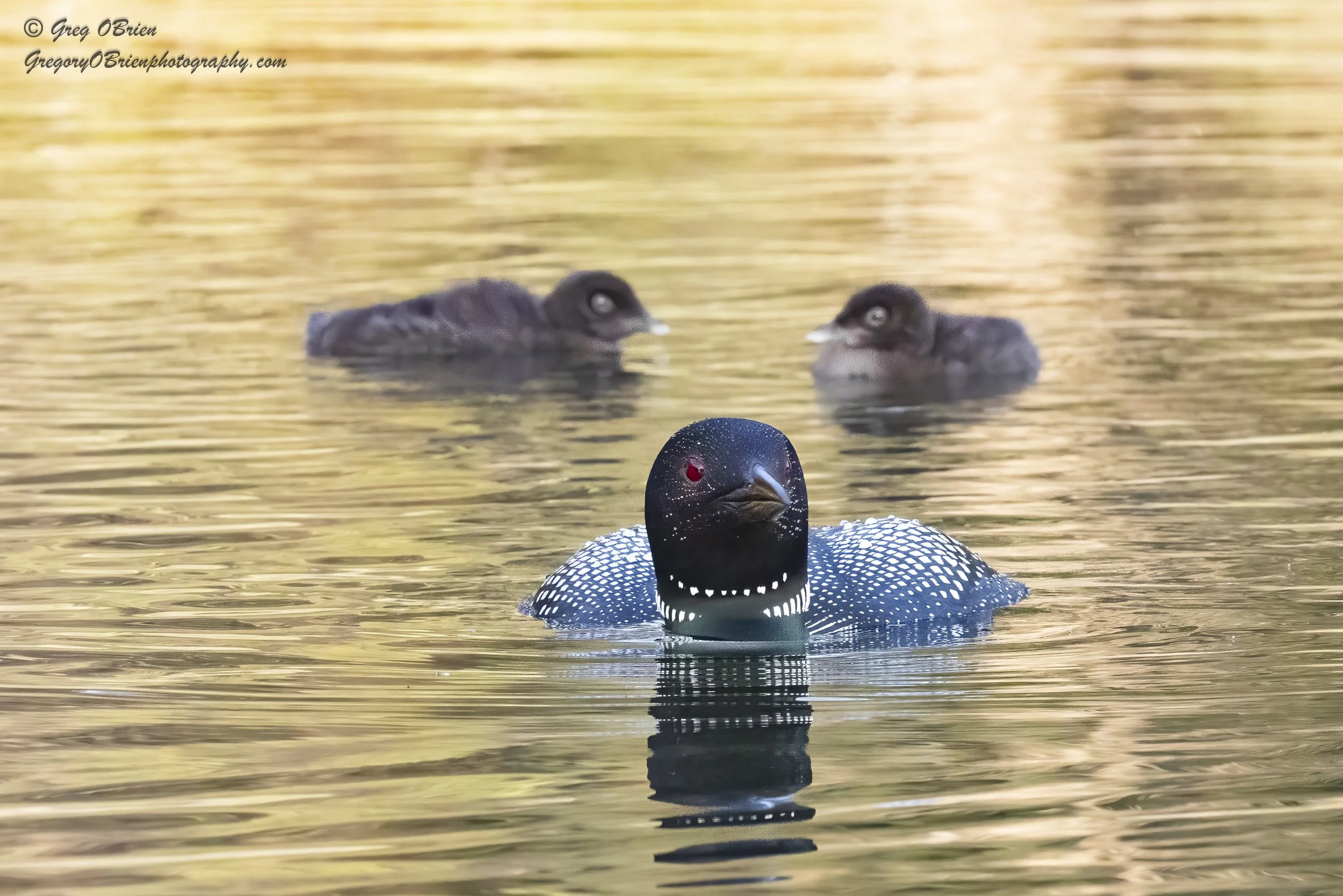 Common Loon (with chicks) - Lac Le Jeune - British Columbia