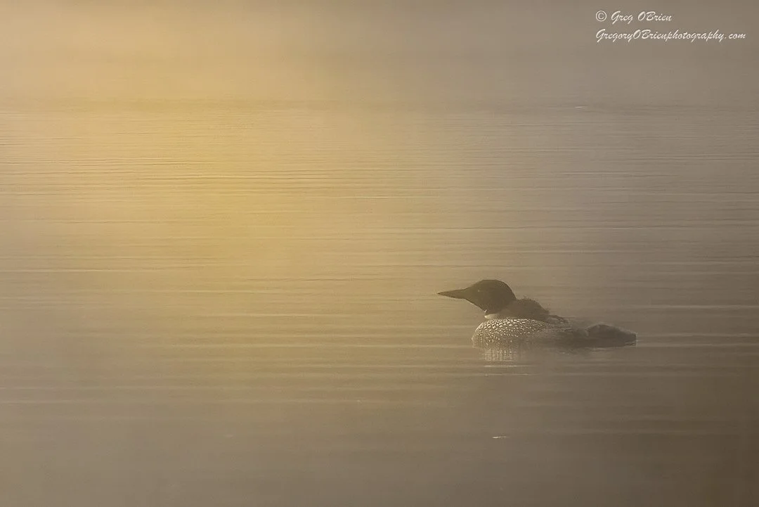 Common Loon with chicks on back - Kamloops, British Columbia.  