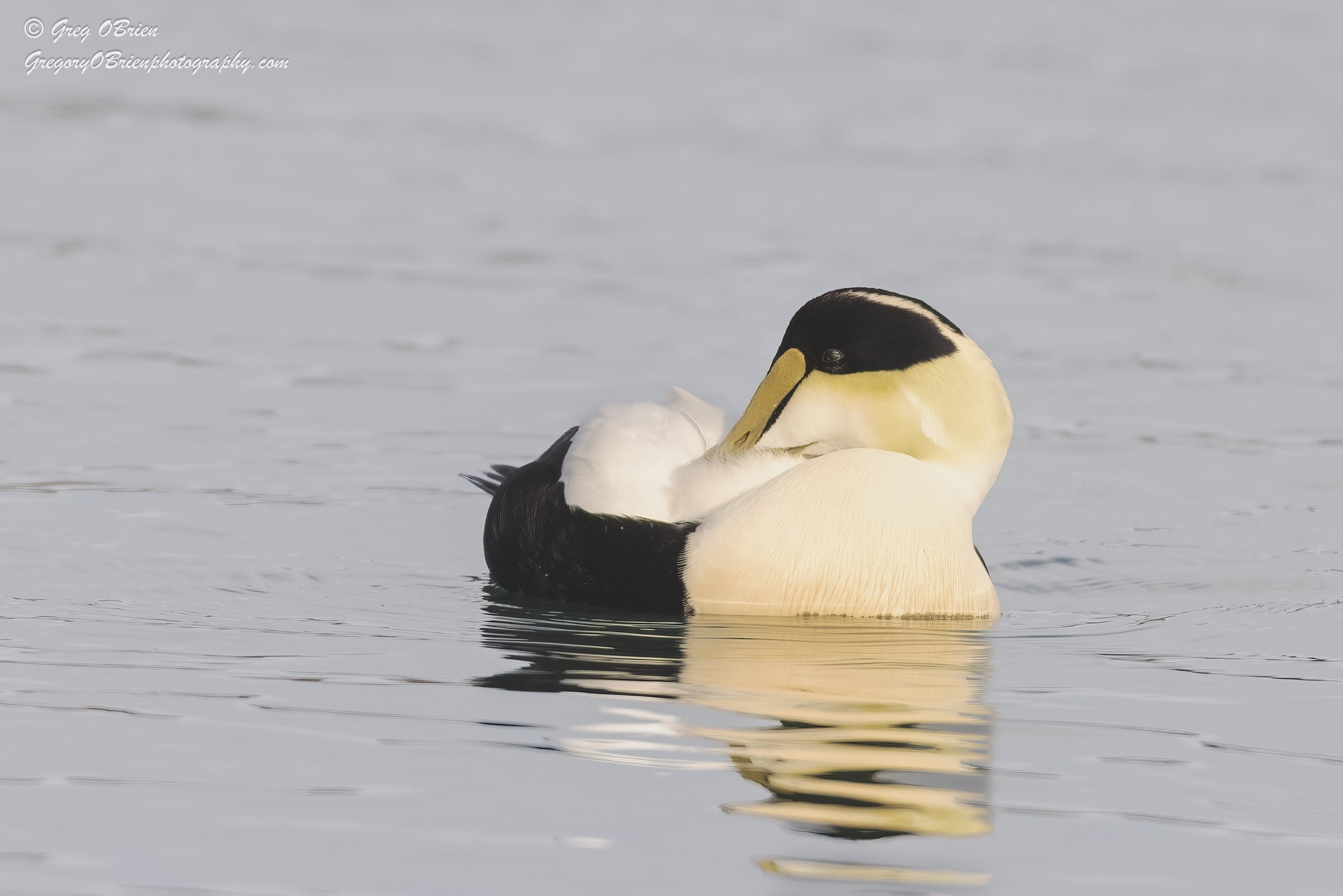 Common Eider (male) on the Cape Cod Canal, Massachusetts