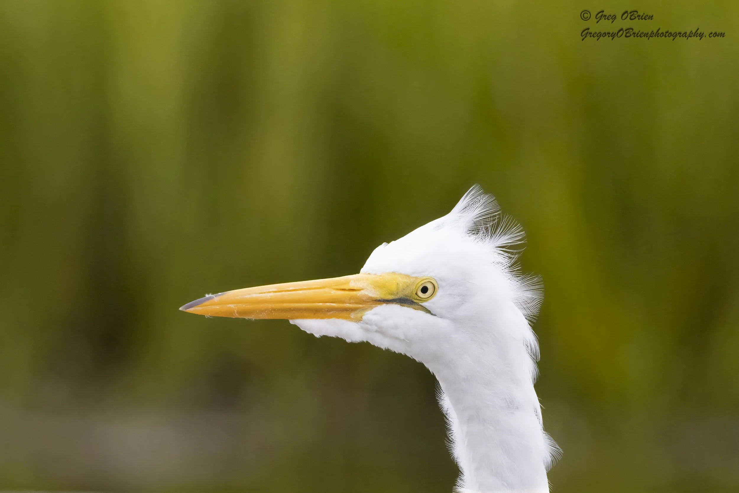 Great Egret - Huntington Beach State Park - South Carolina
