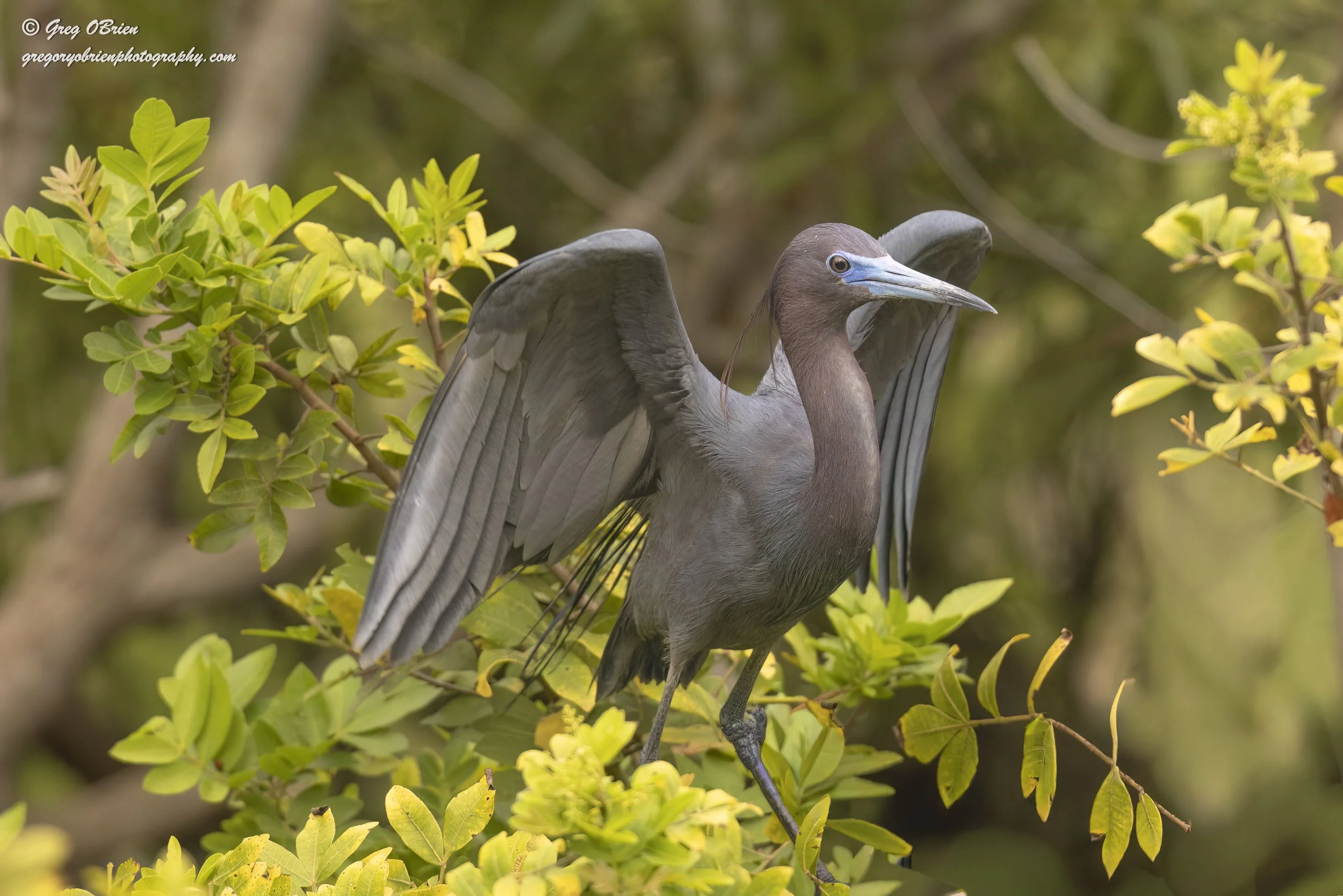 Little Blue Heron - (pre-flight wing stretch) - Venice, Florida
