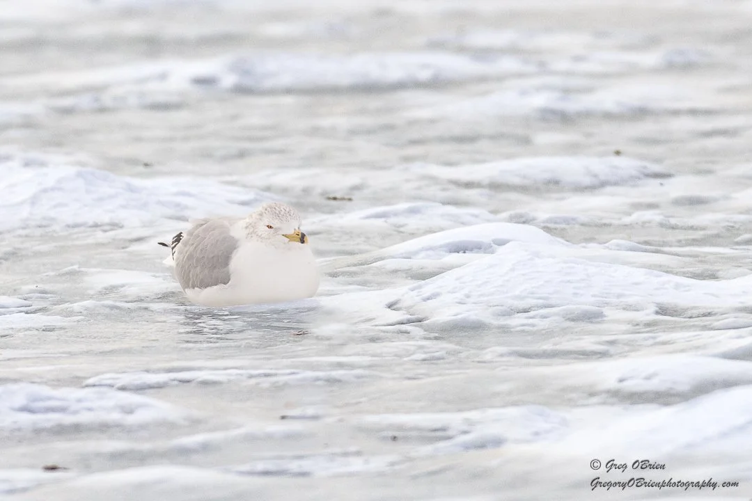 Ring-Billed Gull - Hudson River in Westchester County, New York