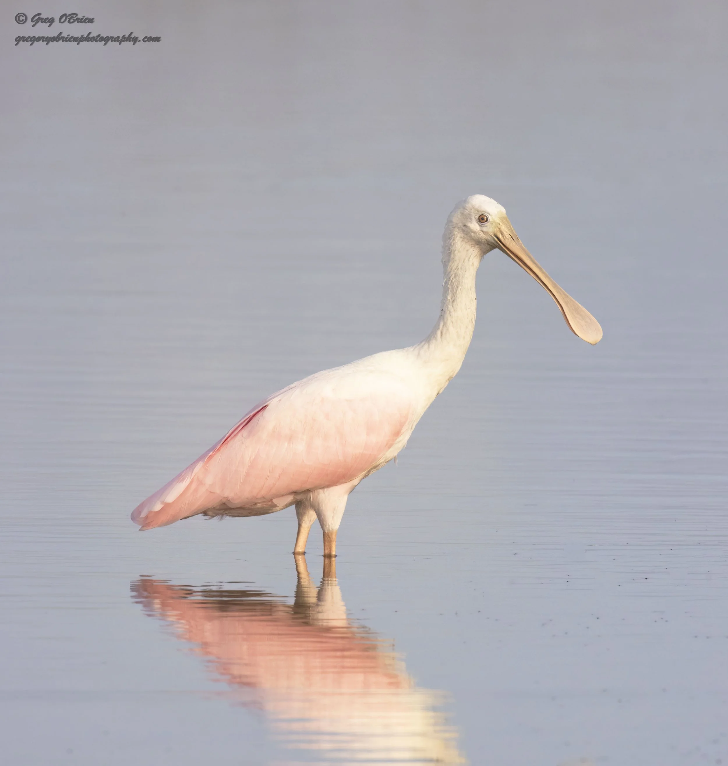 Roseate Spoonbill (juvenile) - Fort De Soto - Tierra Verde, Florida