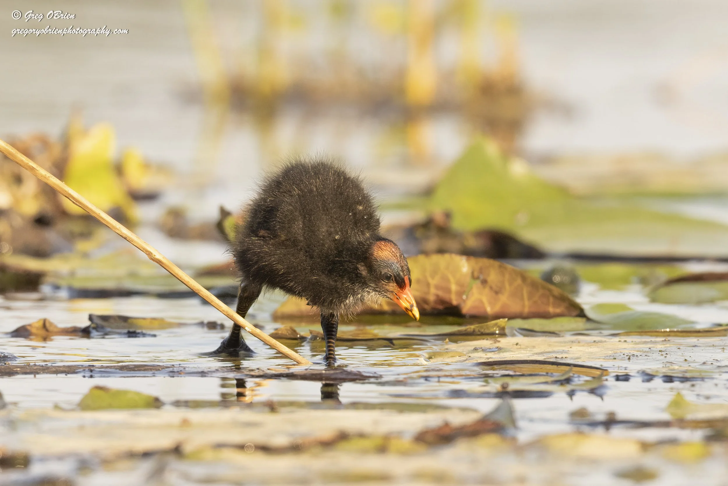 Common Gallinule (Juvenile) - Vencie, Florida