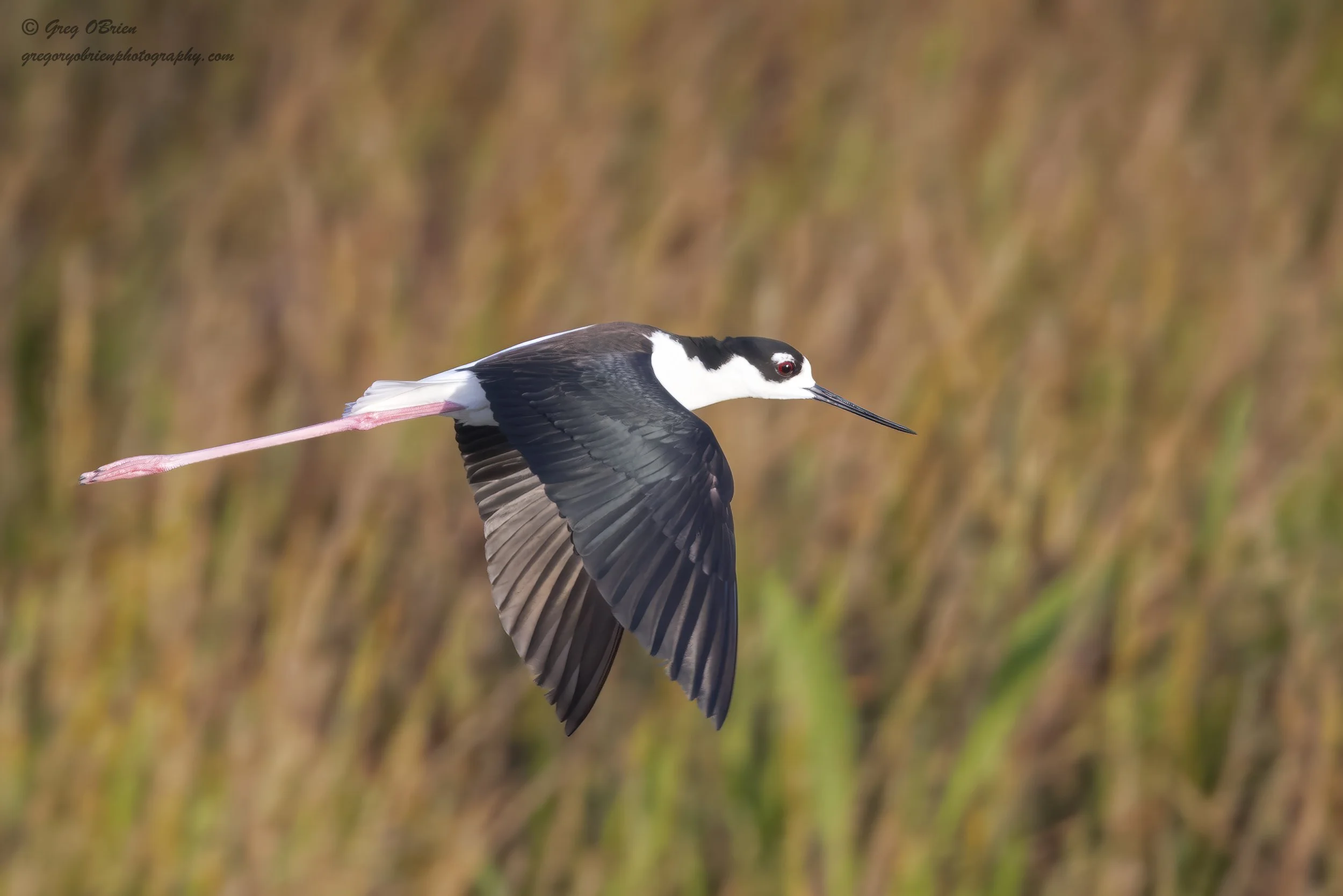 Black-Crowned Night Heron - The Celery Fields - Sarasota, Florida