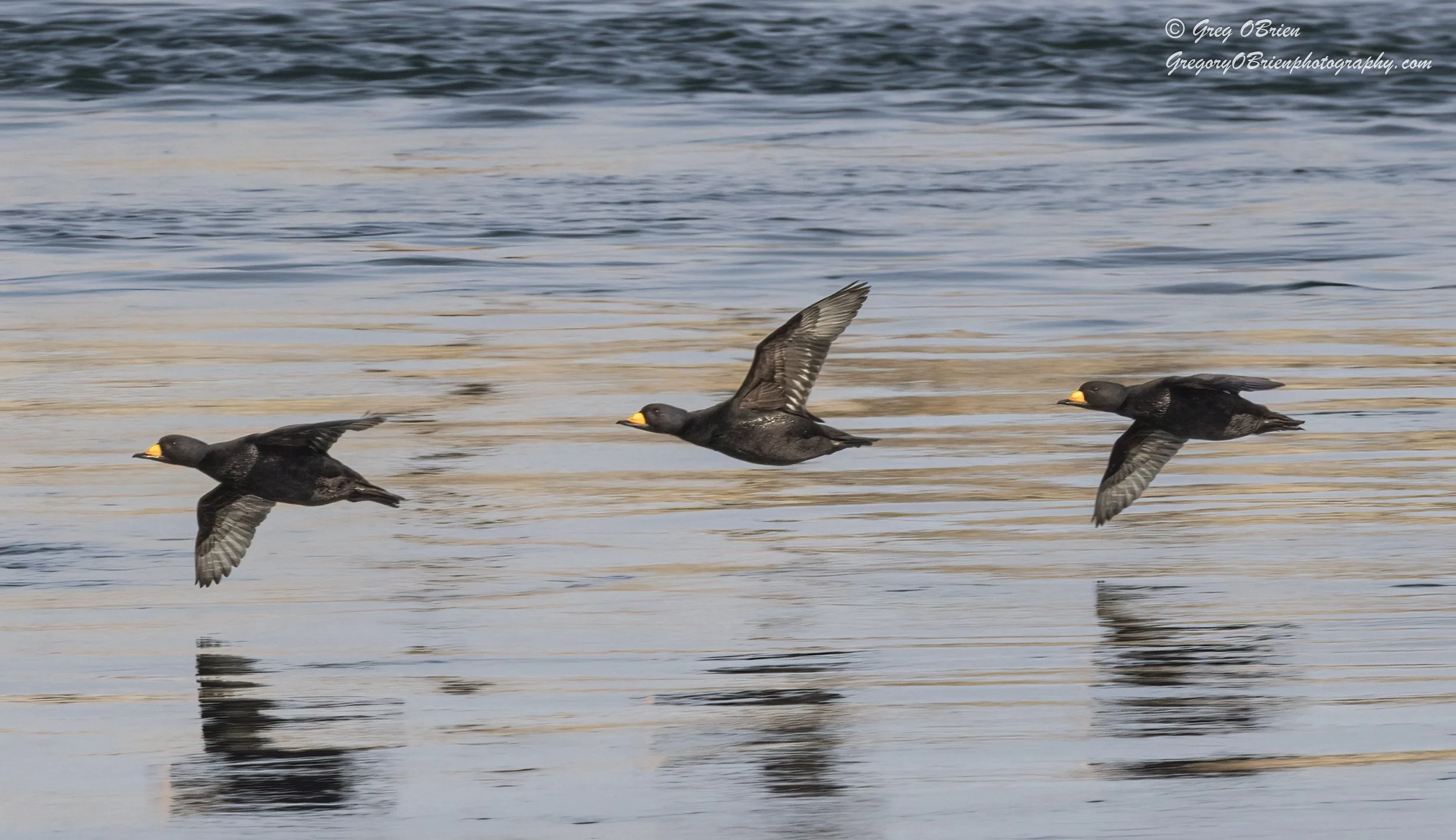Black Scoters (in flight) - Cape Cod Canal, Massachusetts
