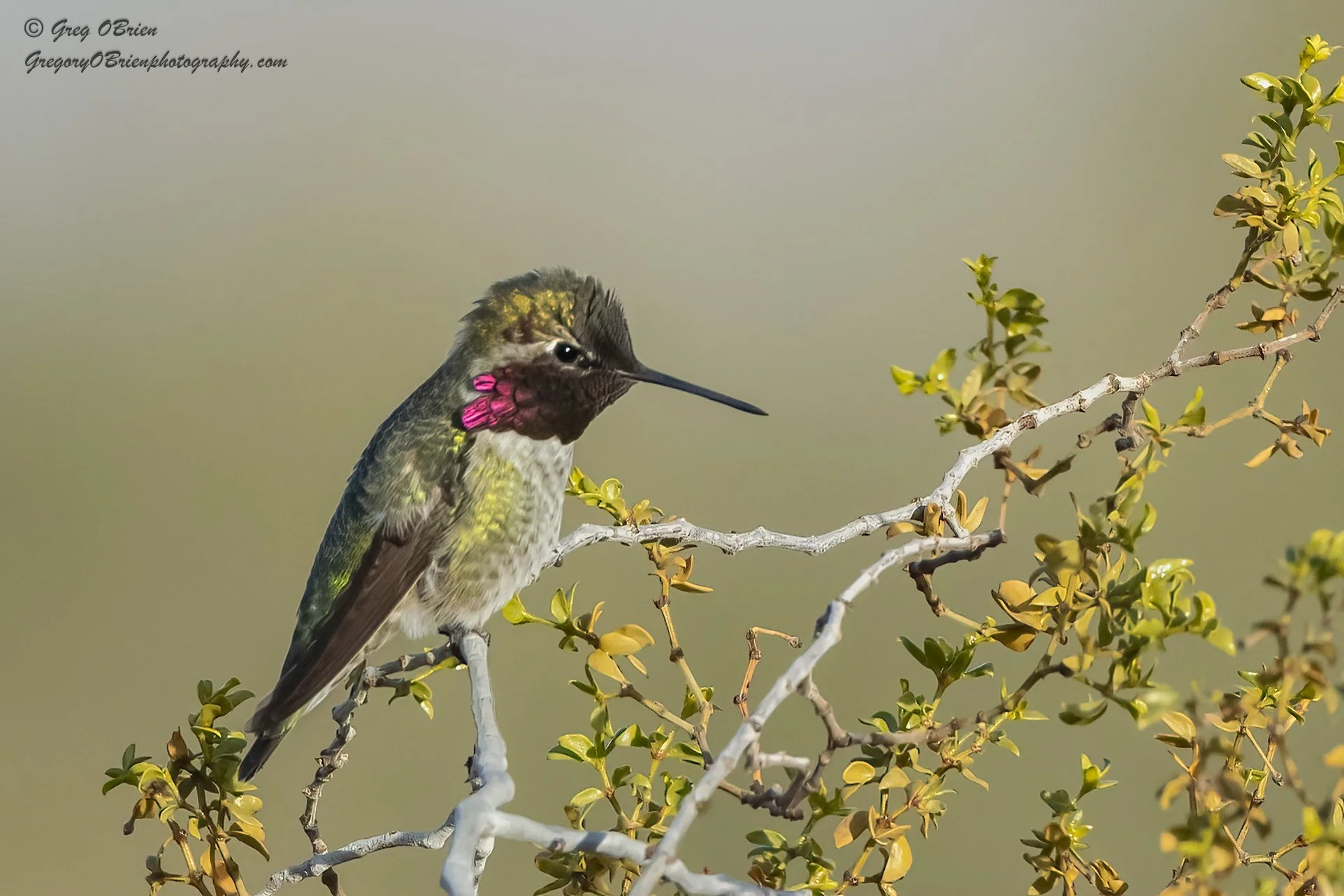 Anna's Hummingbird (male) - Floyd Lamb Park - Las Vegas, Nevada