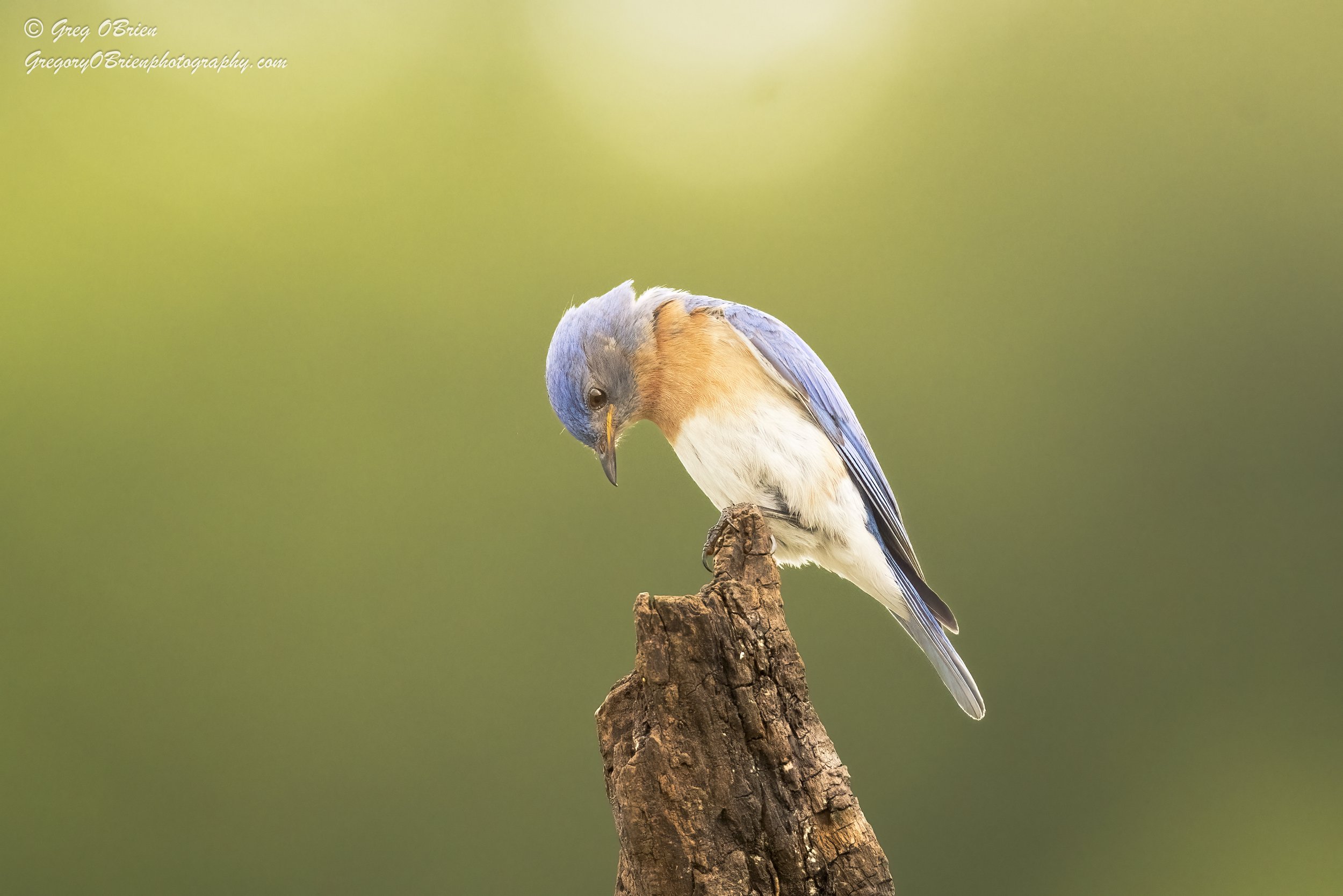 Blue Bird - Daniel Webster Wildlife Sanctuary - Marshfield, Massachusetts