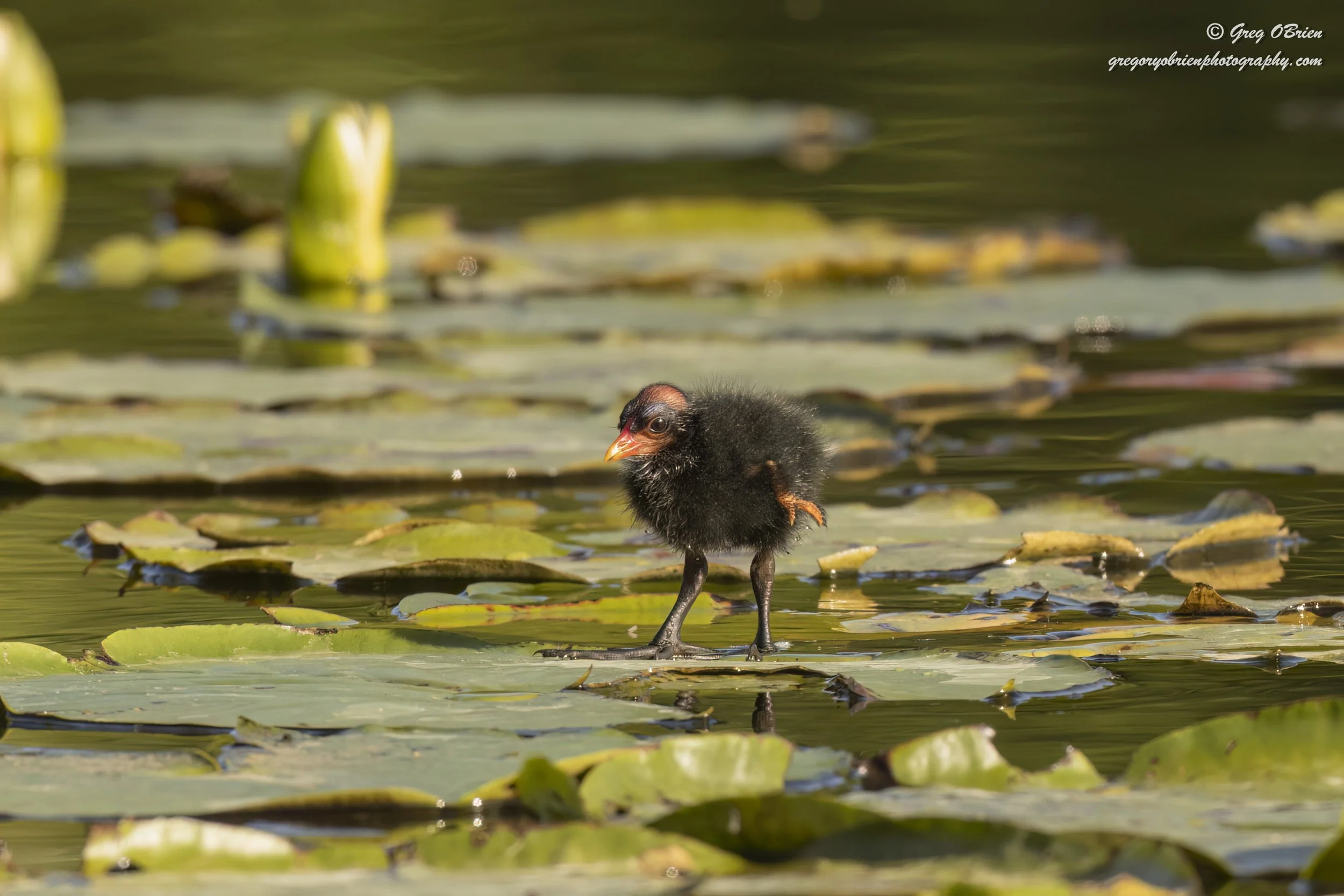 Common Gallinule chick recently hatched - Venice, Florida