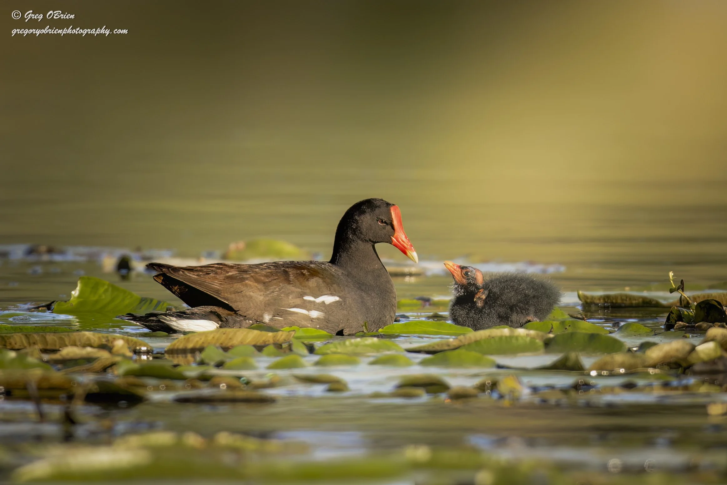 Common Gallinule (feeding chick) - Venice, Florida
