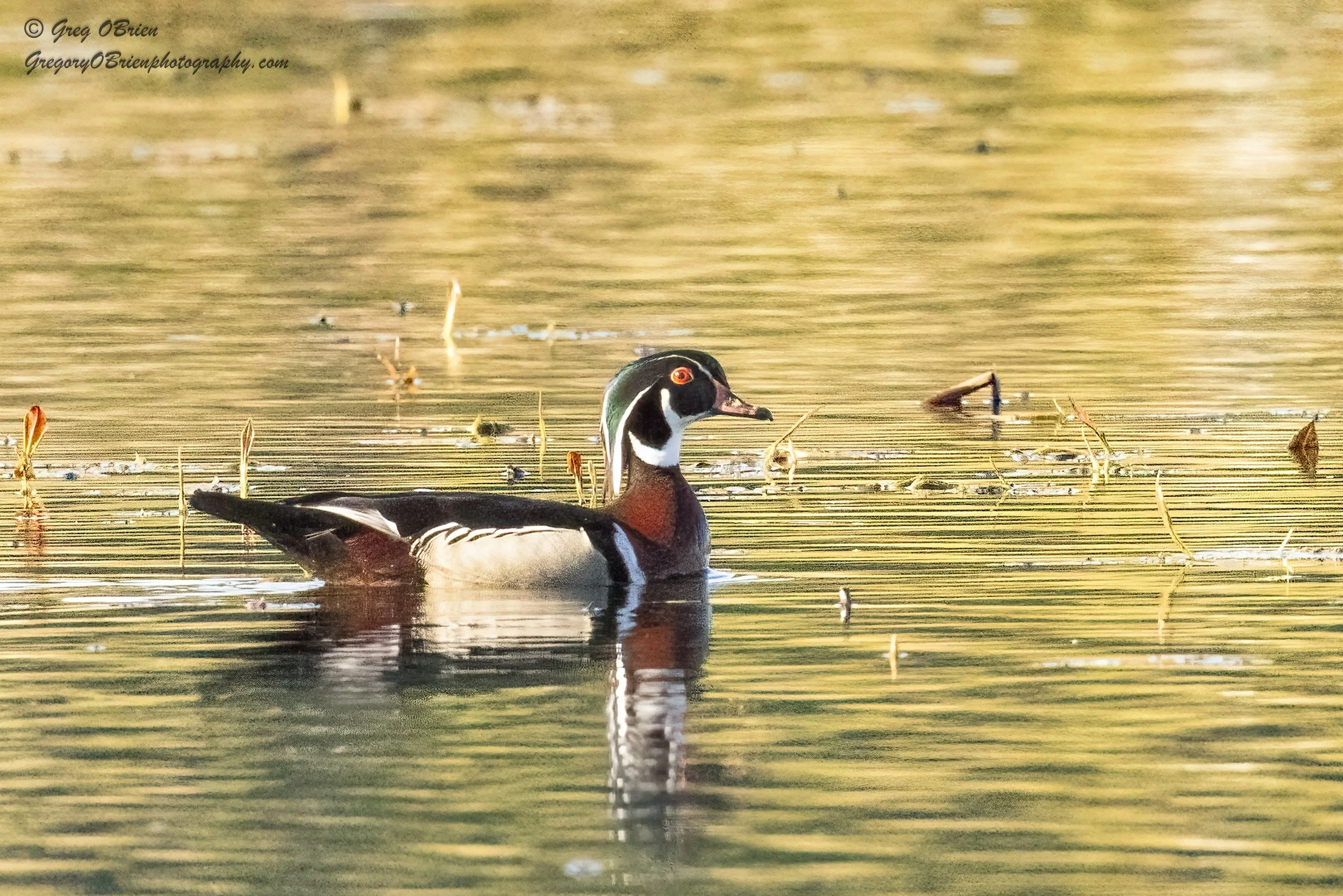 Wood Duck (male) - Great Meadows NWR - Concord, Massachusetts