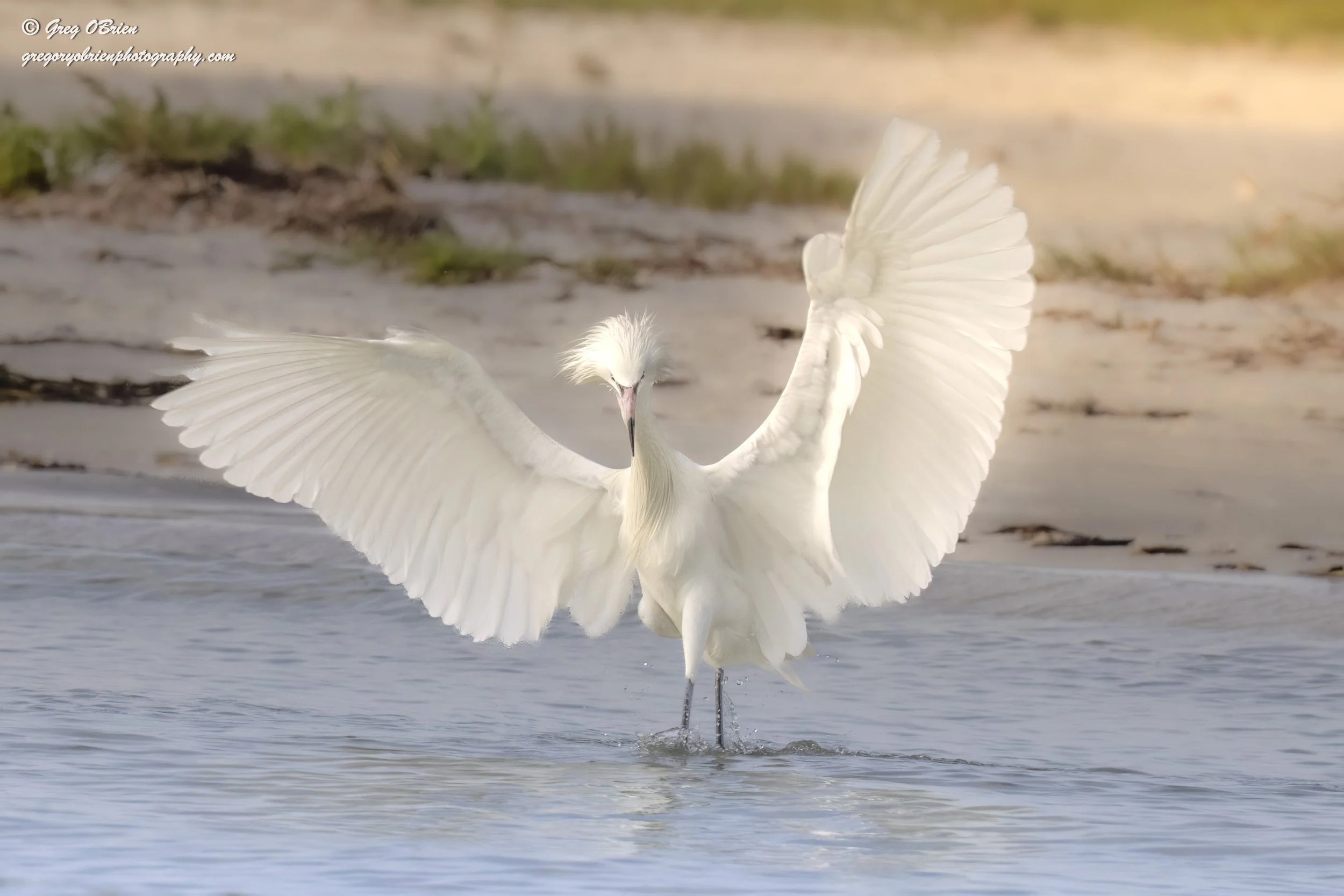 Reddish Egret (White Morph) - Fort De Soto Park - Tierra Verde, Florida