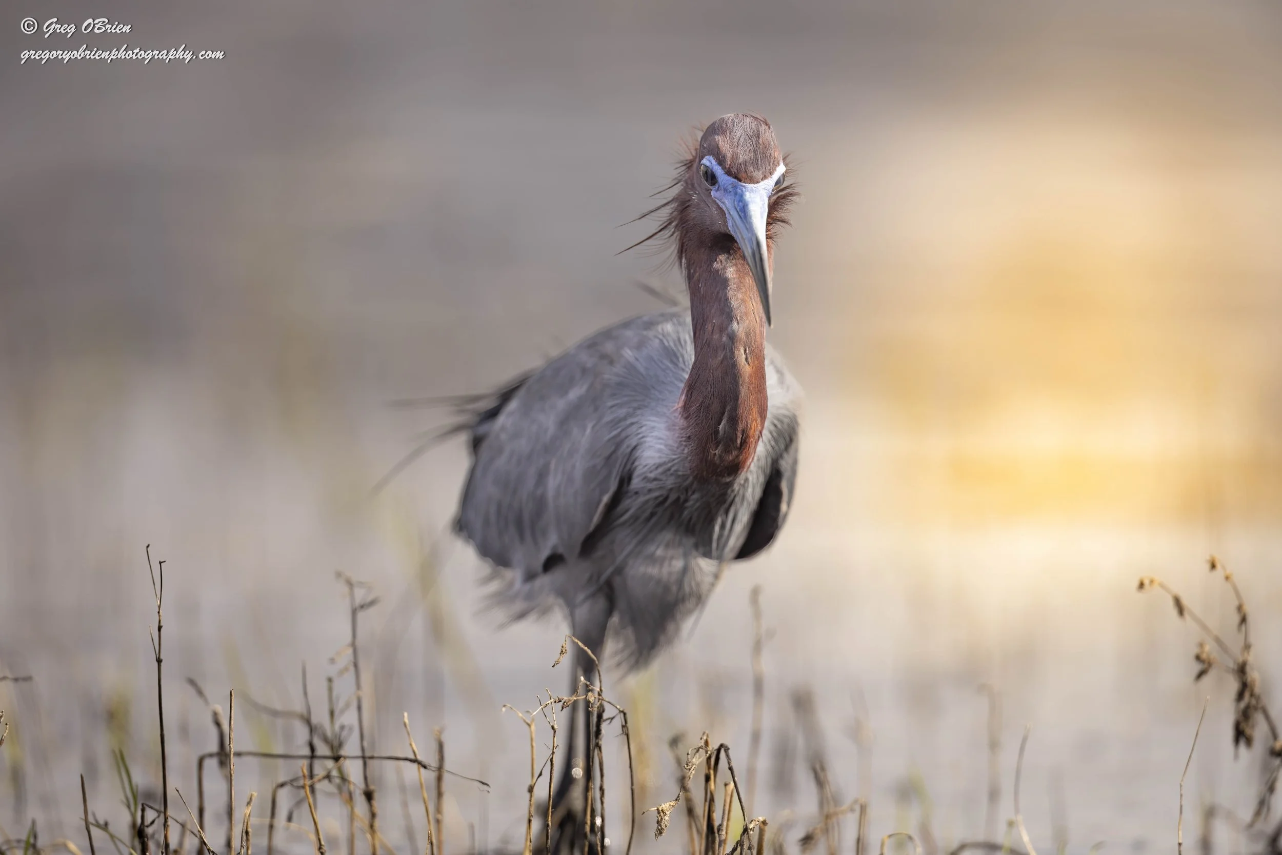 Little Blue Heron - Myakka River State Park - Sarasota, Florida