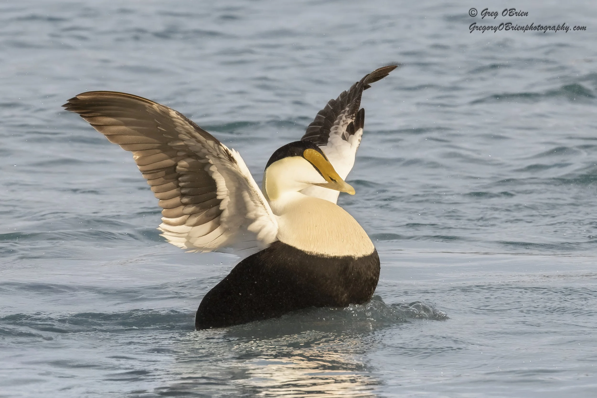 Common Eider (male) on the Cape Cod Canal, Massachusetts