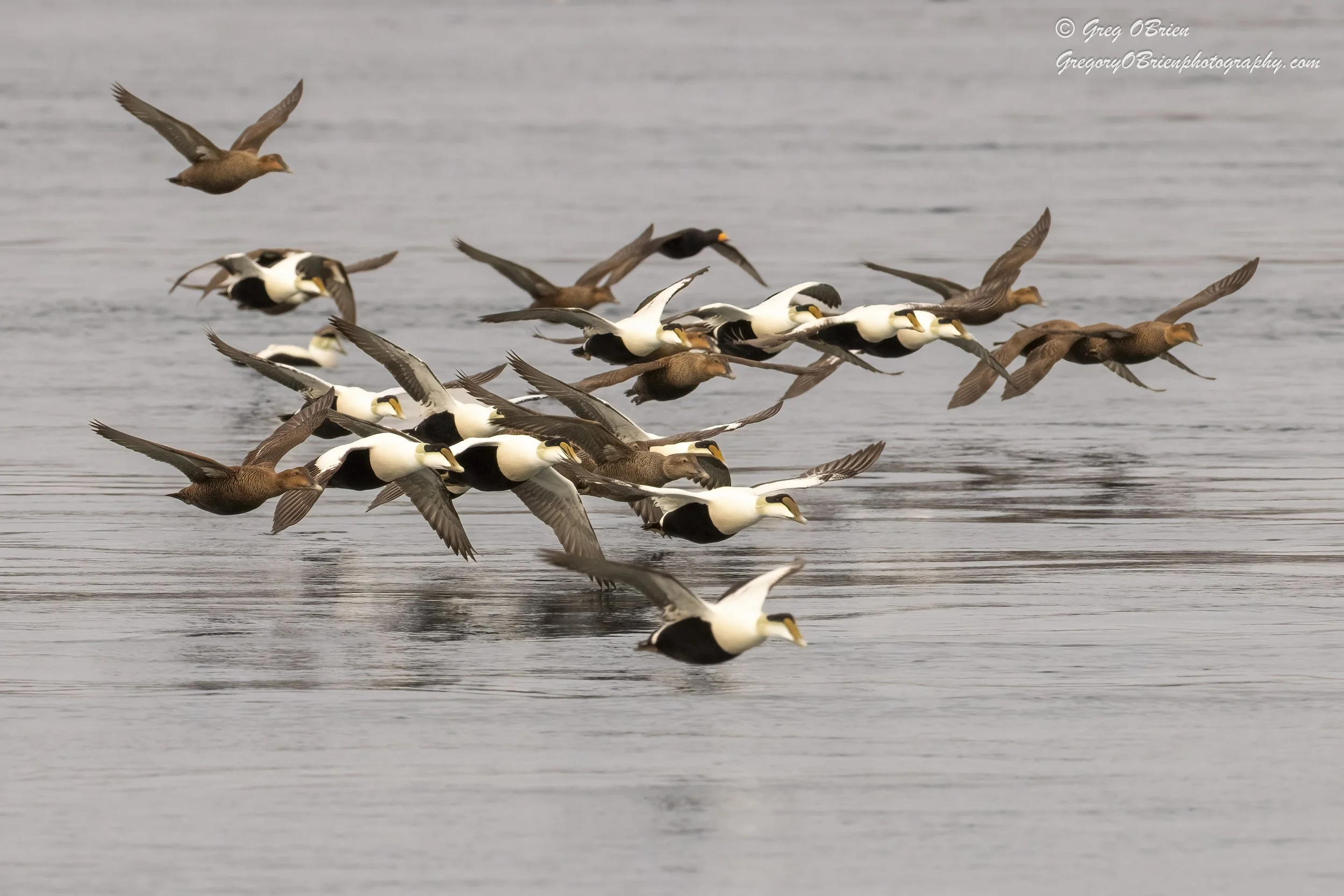 Common Eiders (male and females in flight) over the Cape Cod Canal, Massachusetts