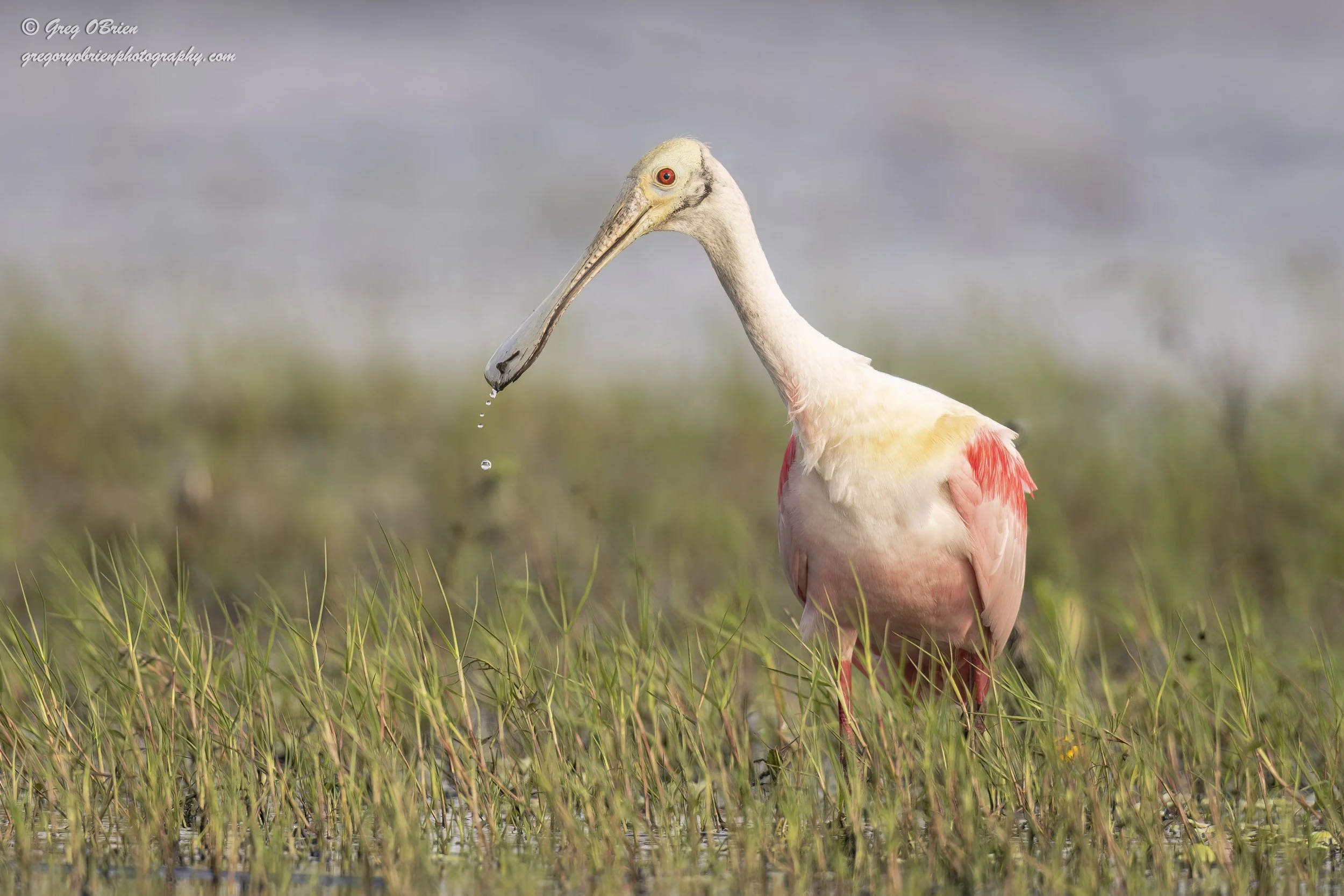 Roseate Spoonbill - Myakka River State Park - Sarasota, Florida