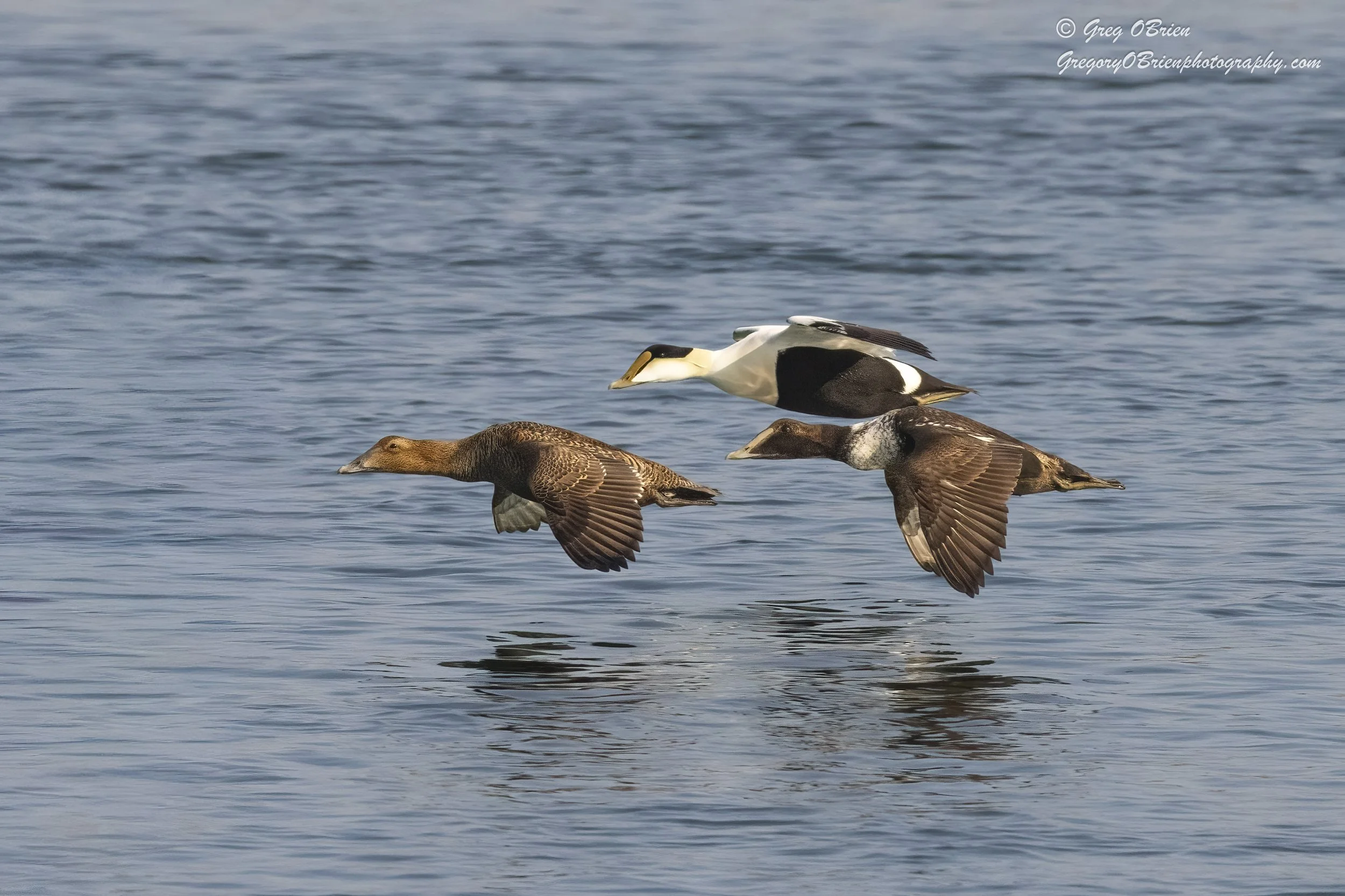 Common Eiders in the Cape Cod Canal, Massachusetts