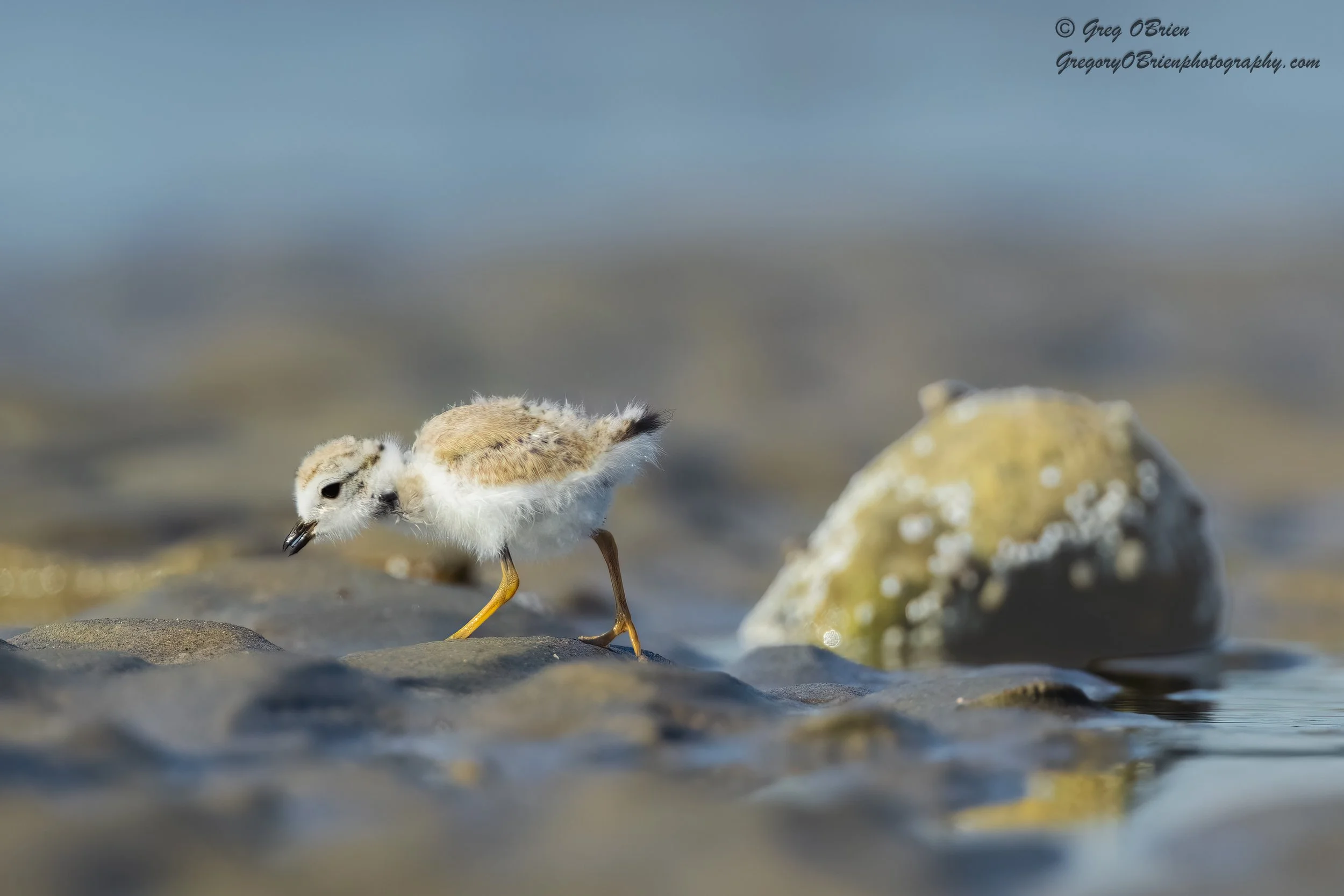 Piping Plover (juvenile) - Scituate, Massachusetts