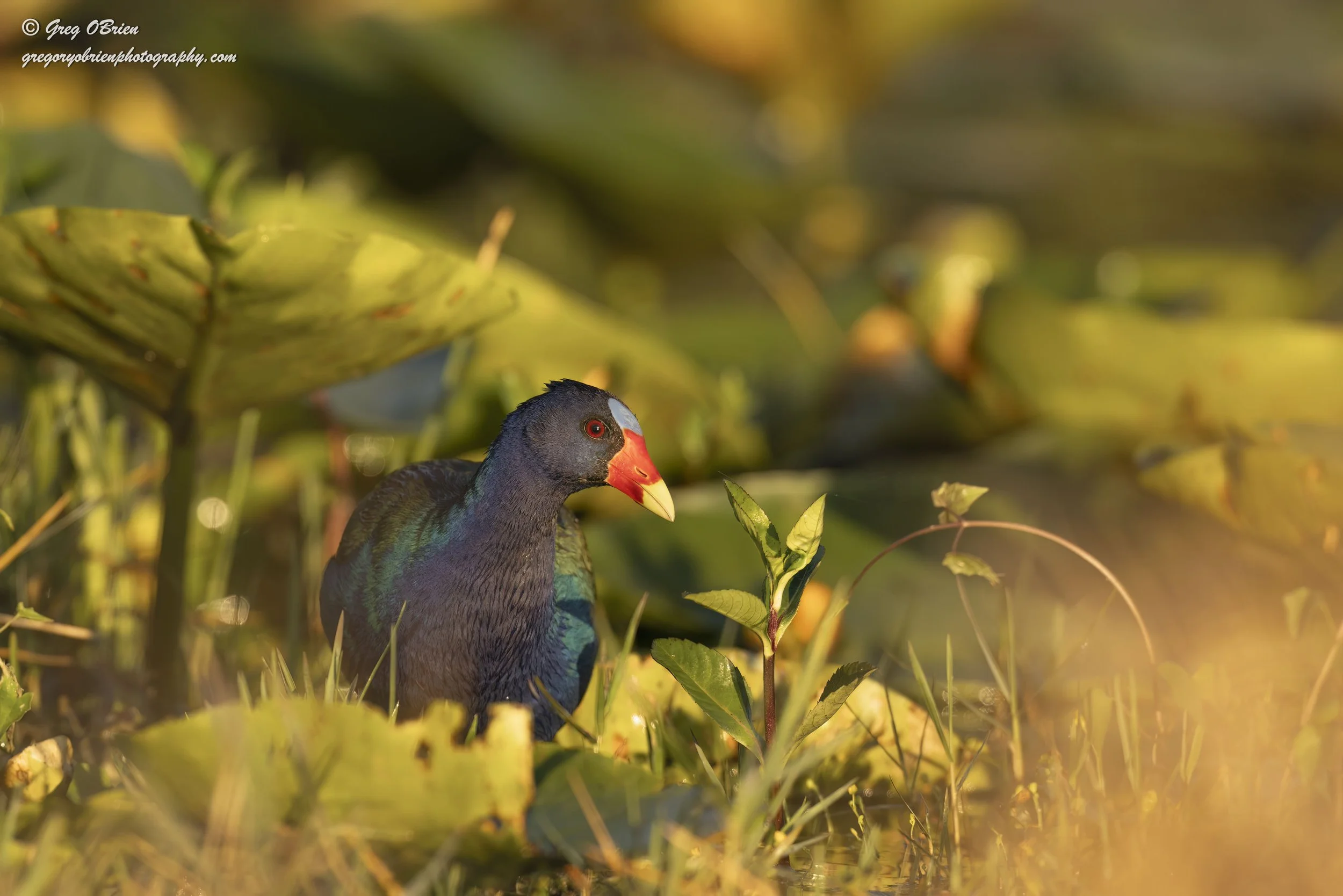 Purple Gallinule - Venice, Florida
