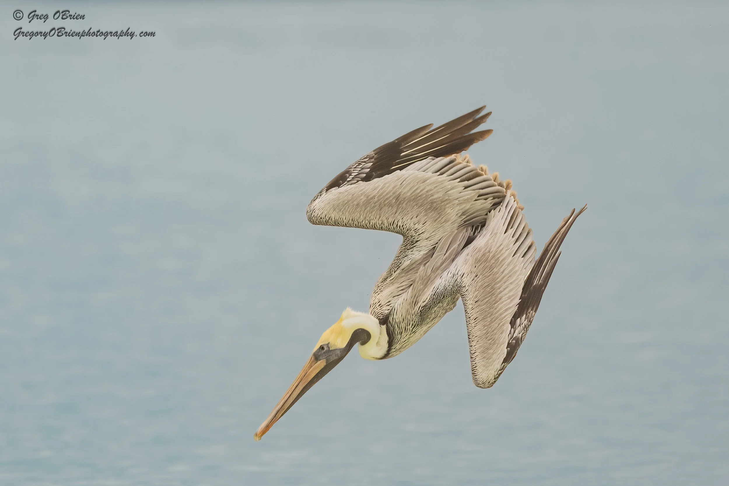 Brown Pelican (diving for fish) - South Lido Beach - Sarasota, Florida