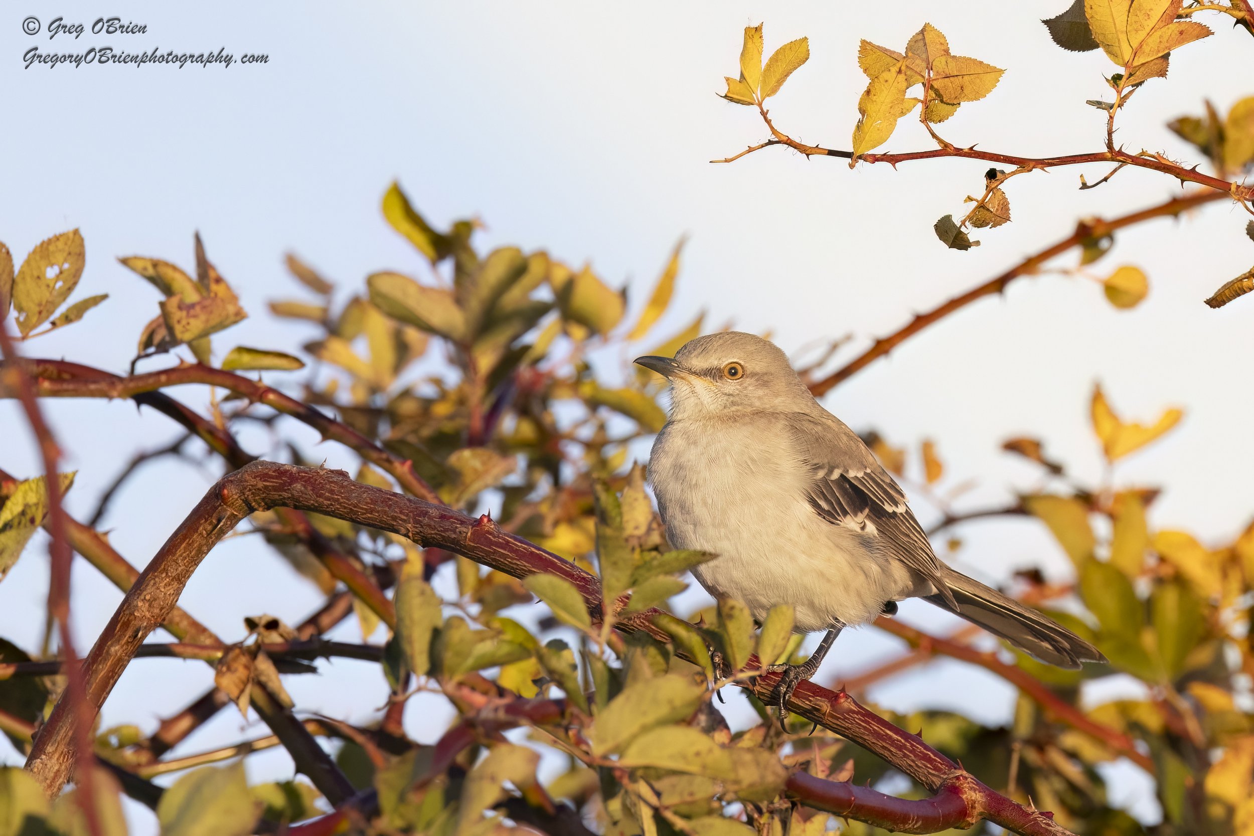 Northern Mockingbird (at sunset) - Daniel Webster Wildlife Sactuary - Marshfield, Massachusetts