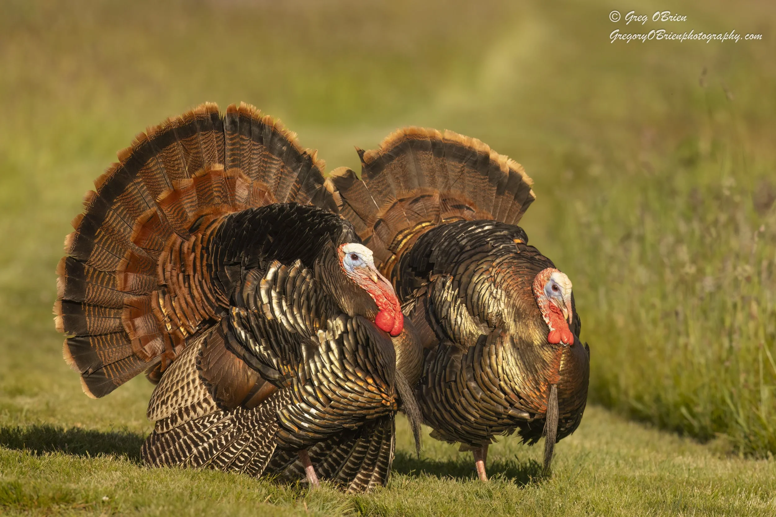 Wild Turkeys (two males displaying) - Daniel Webster Wildlife Sanctuary - Marshfield, Massachusetts