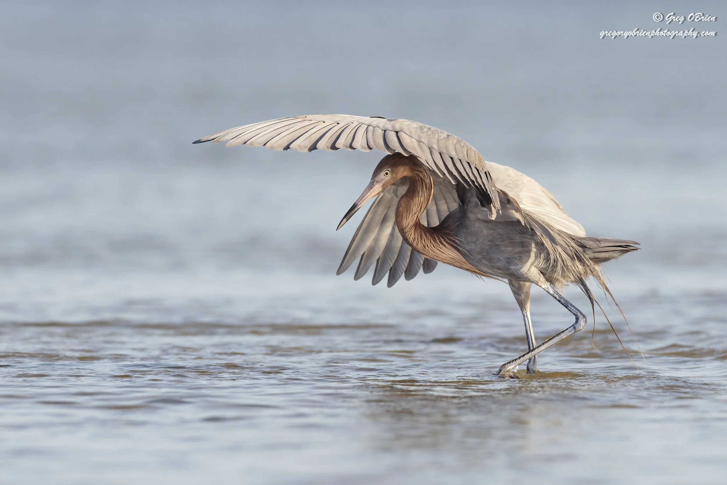 Reddish Egret (using a wing to shade the water while fishing) - Fort De Soto - Tierra Verde, Florida