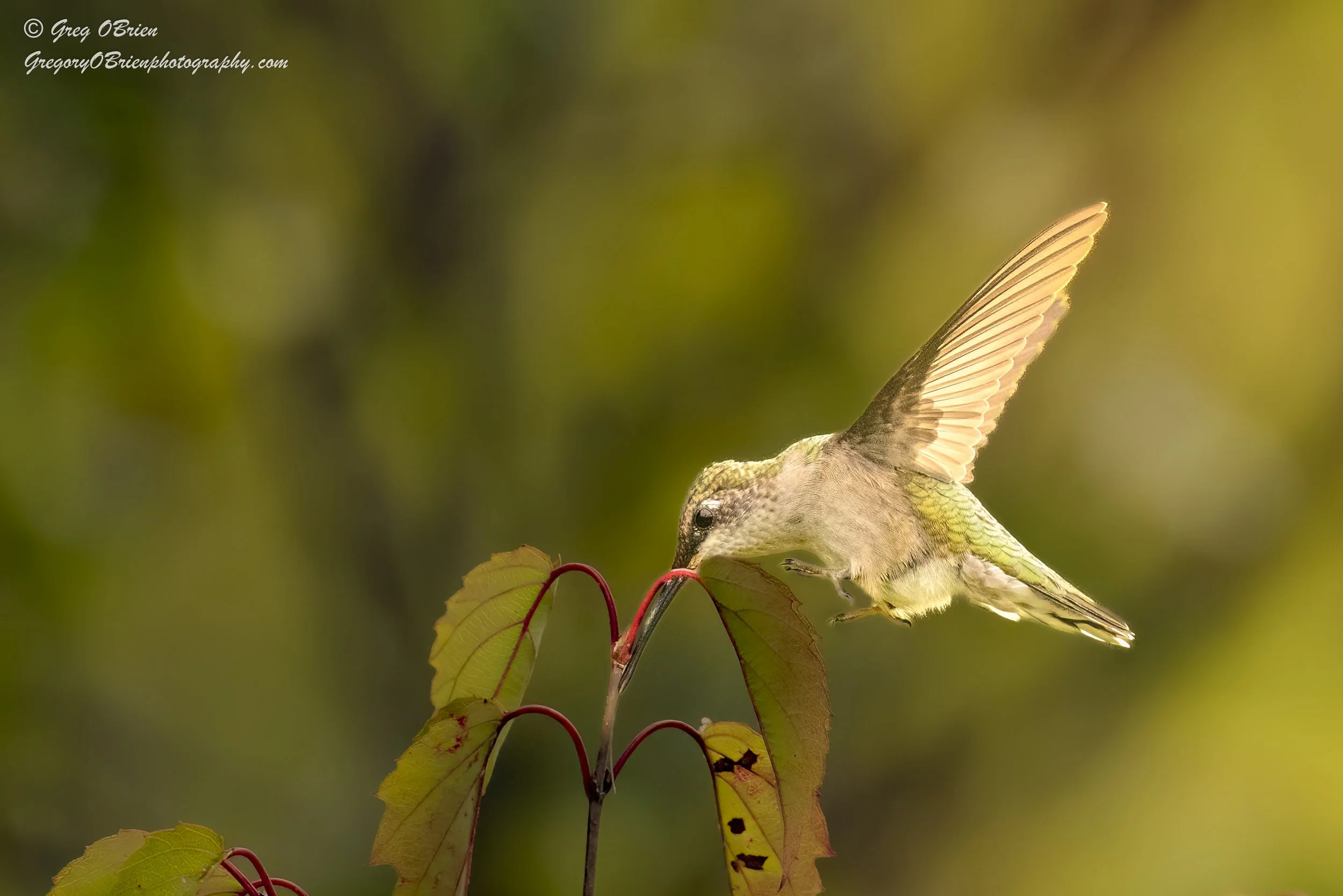 Ruby-throated Hummingbird (female) -  Daniel Webster Wildlife Sanctuary, Marshfield, Massachusetts