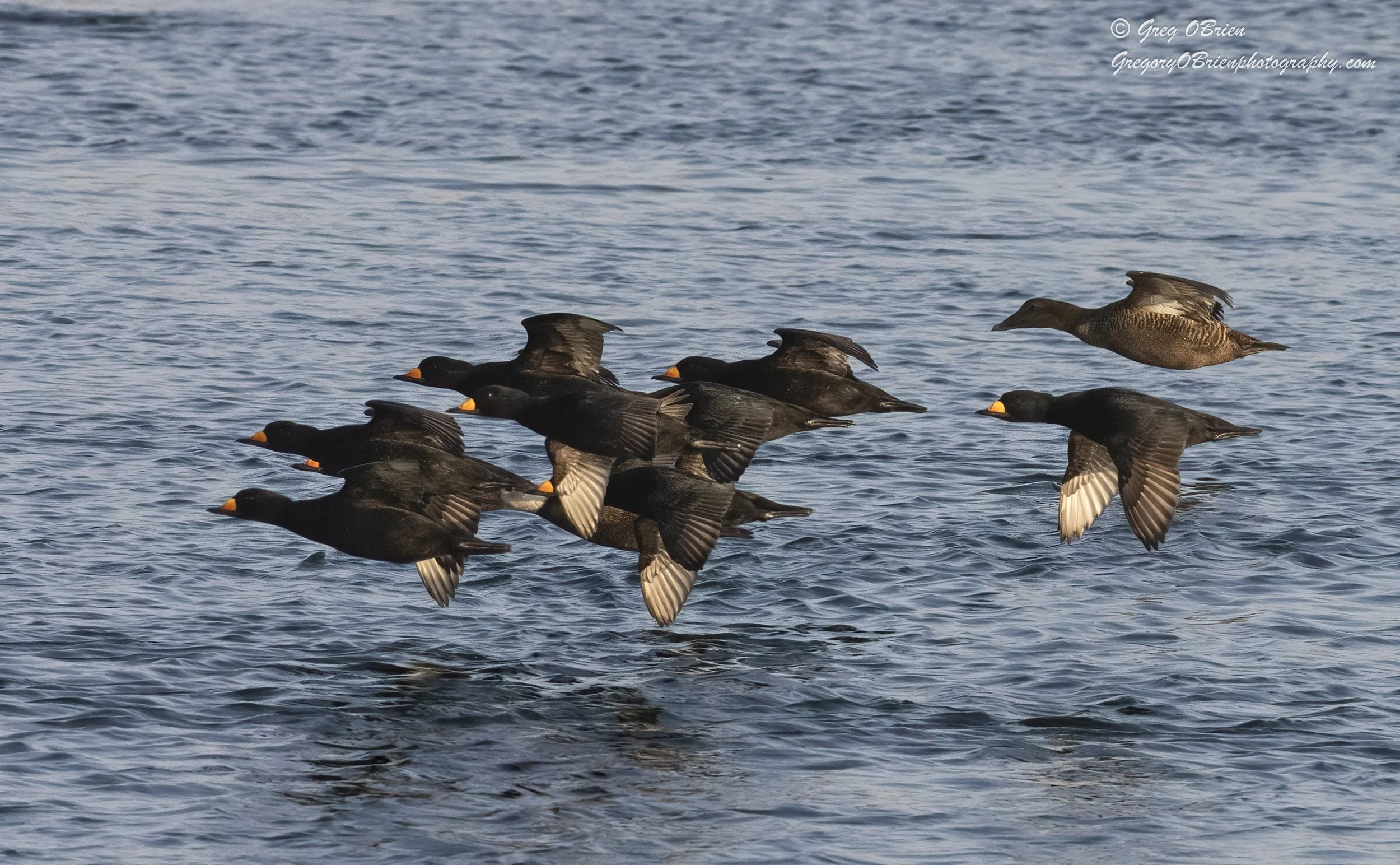 Black Scoters (in flight) - Cape Cod Canal, Massachusetts