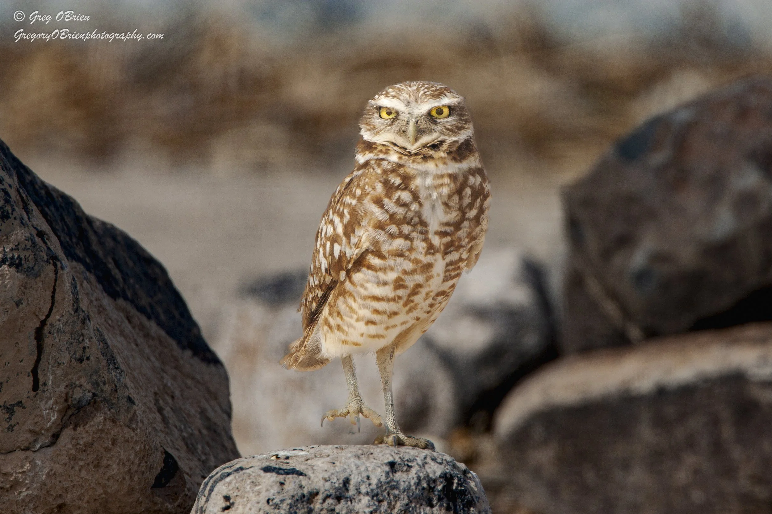 Burrowing Owl in the desert landscape- Las Vegas, Nevada