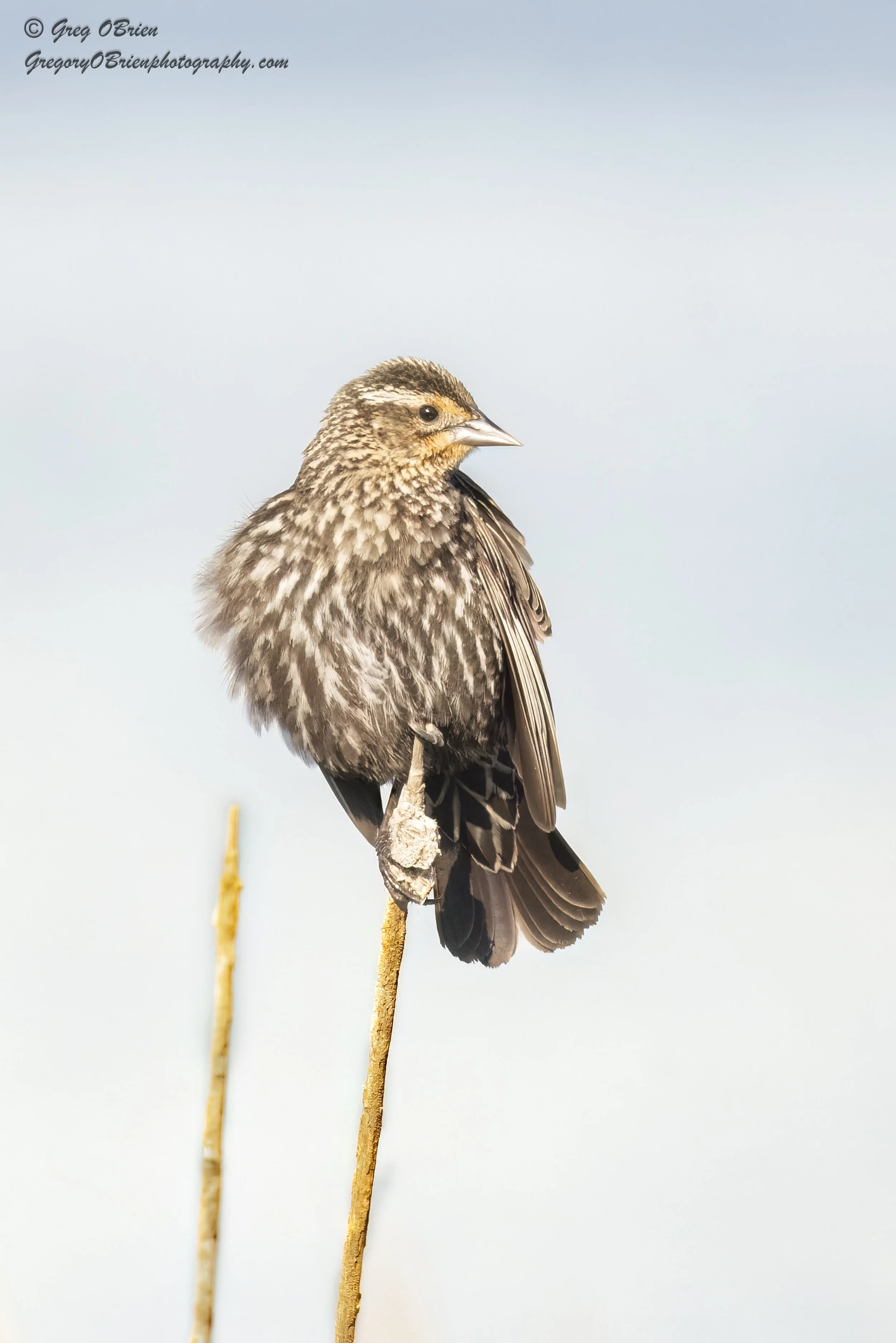Red-winged Blackbird - Great Meadows NWR - Concord, Massachusetts