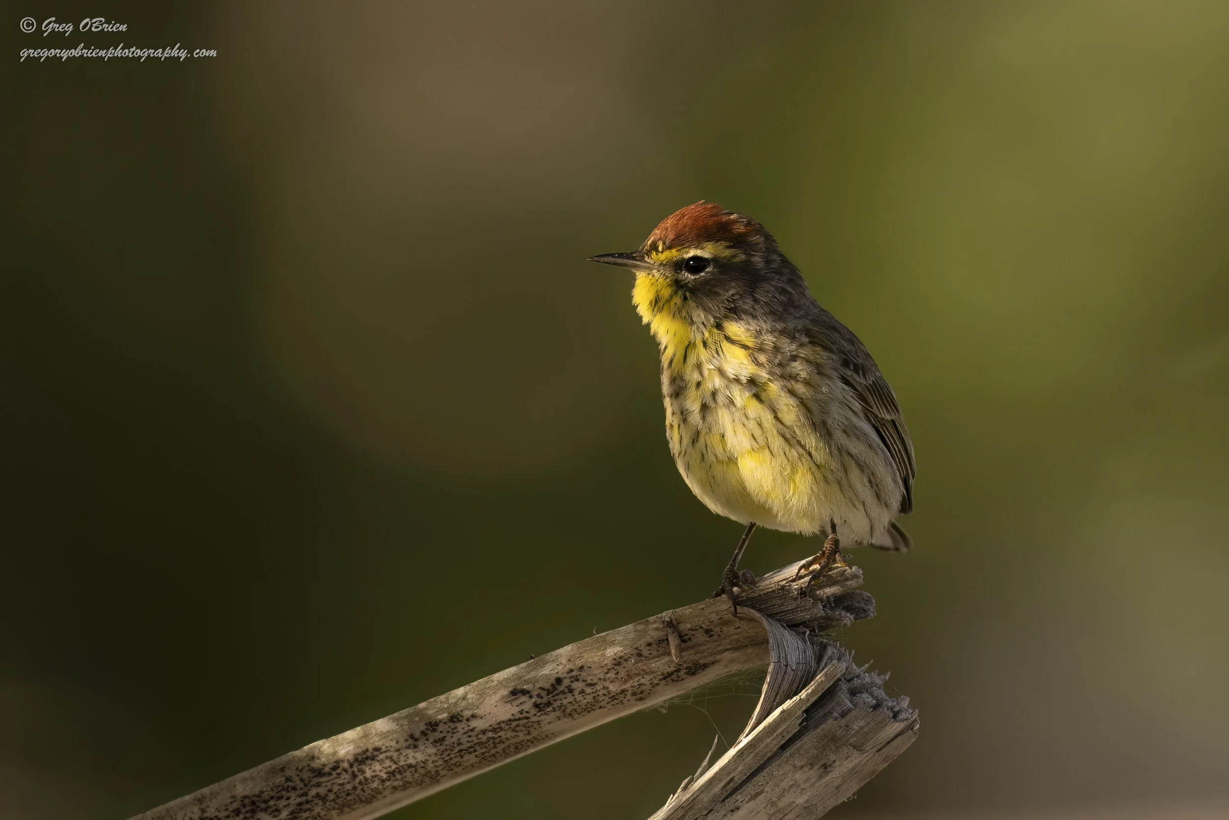 Palm Warbler (yellow/eastern) - Tucked in the brush at Nokomis Beach area - Florida