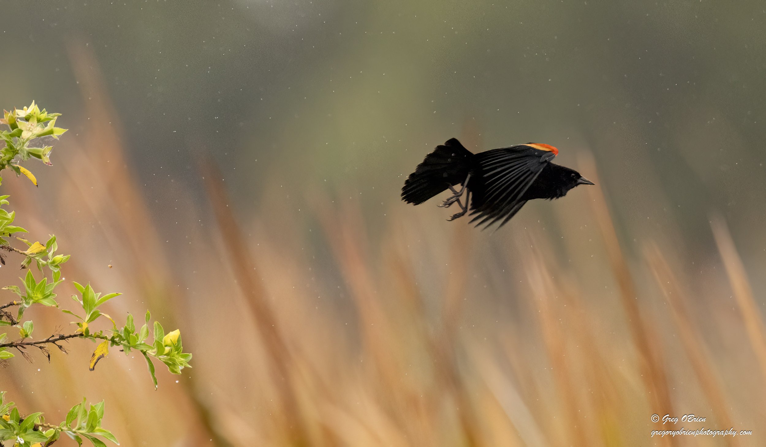 Red-winged Blackbird - in the rain, launching off the brush - Venice, Florida