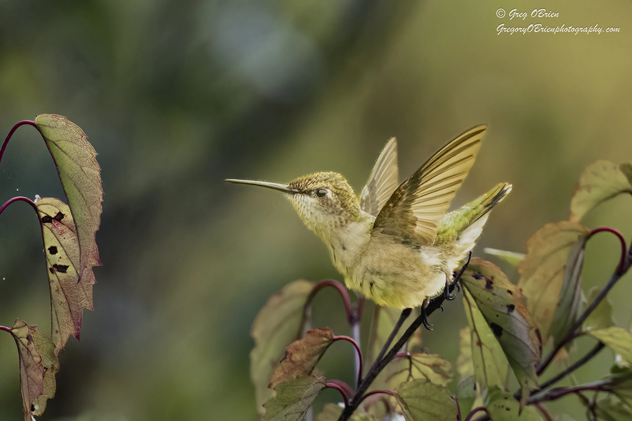 Ruby-throated Hummingbird (female) -  Daniel Webster Wildlife Sanctuary, Marshfield, Massachusetts