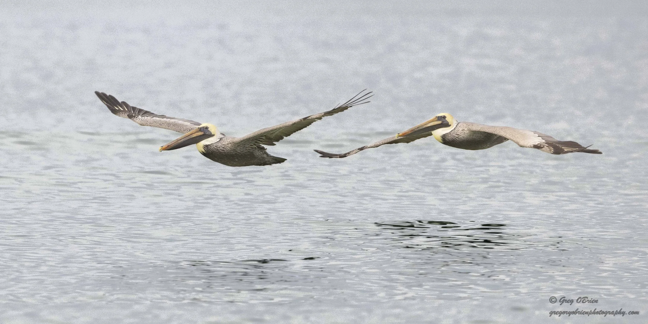 Brown Pelicans (in flight) - South Lido Beach - Sarasota, Florida