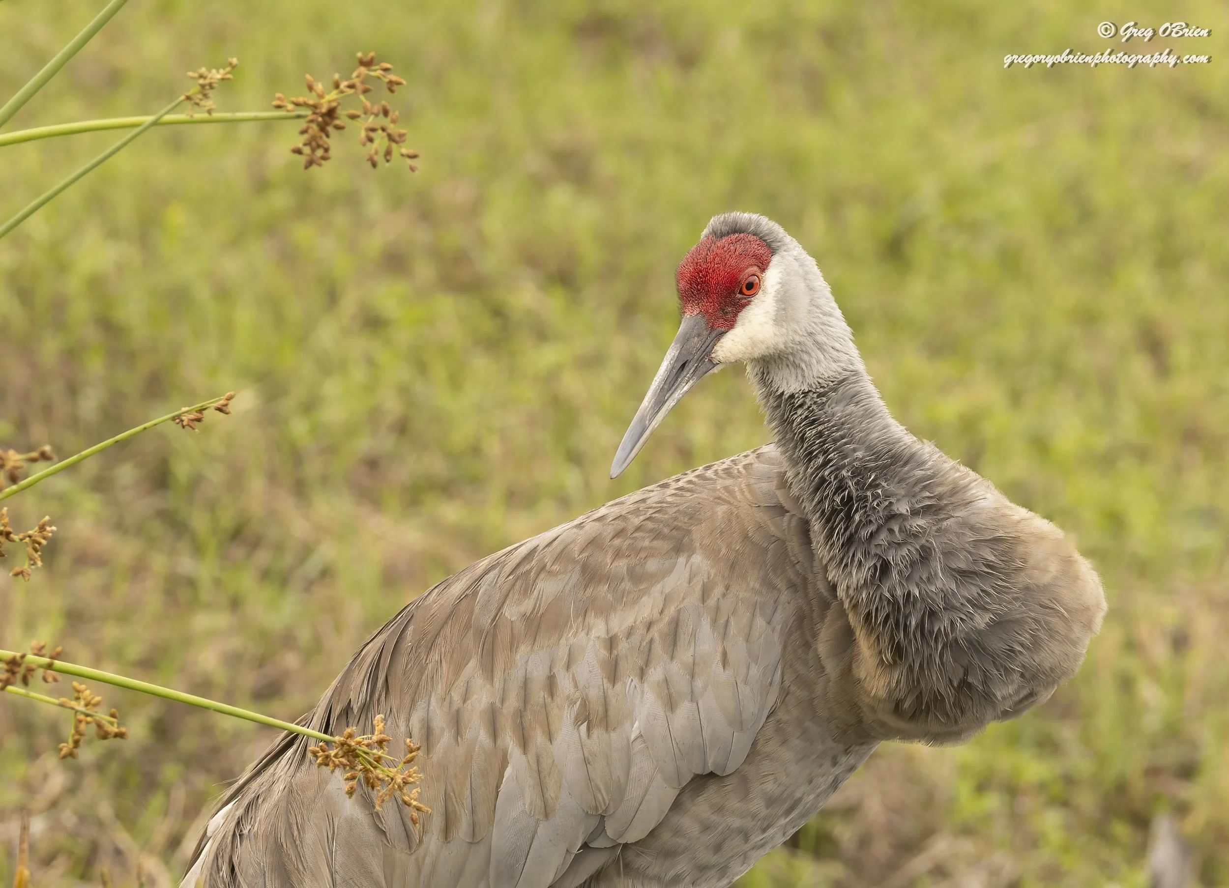 Sandhill Crane - with mate at nest - Osprey, Florida