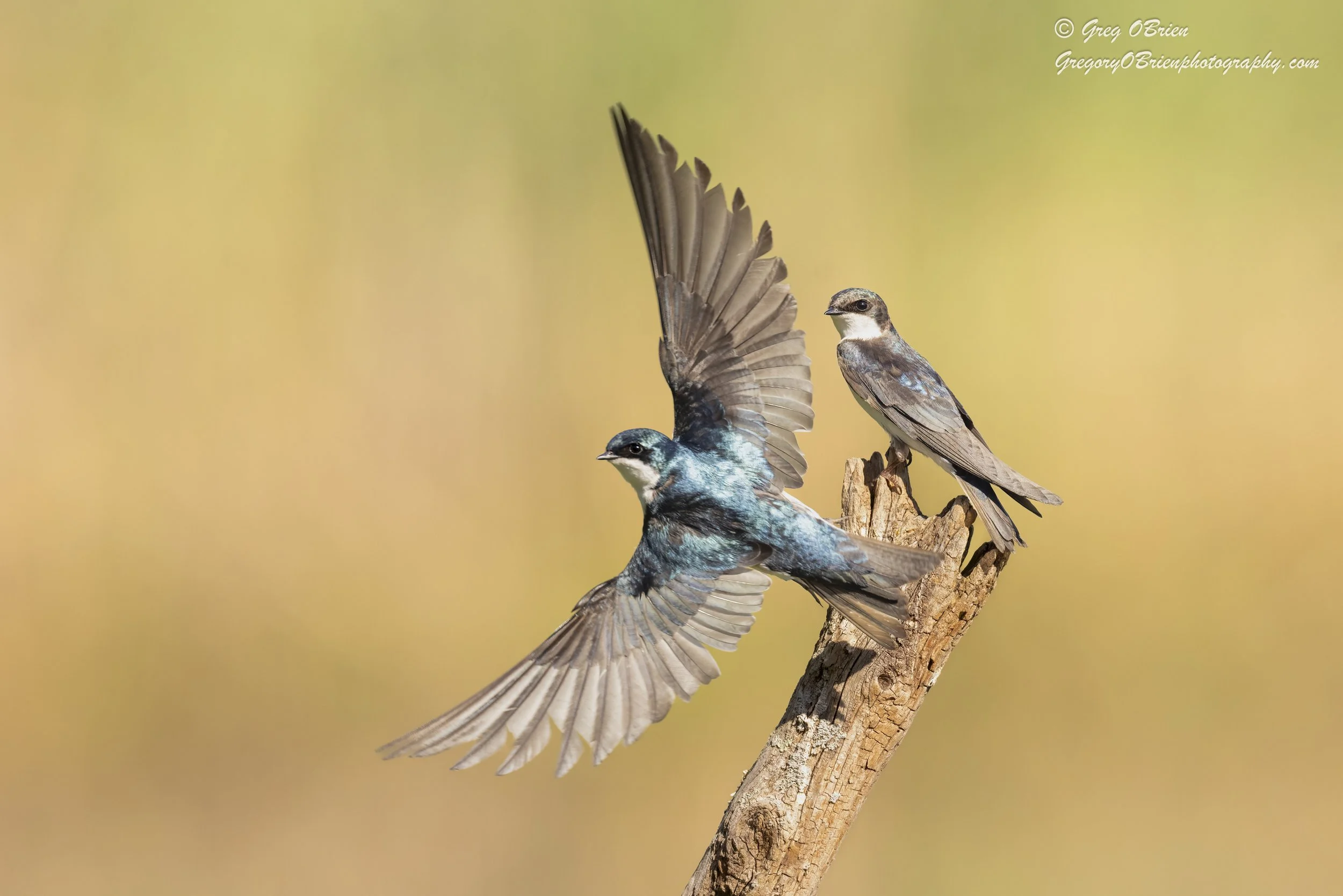 Tree Swallows - Daniel Webster Wildlife Sanctuary - Marshfield, Massachusetts