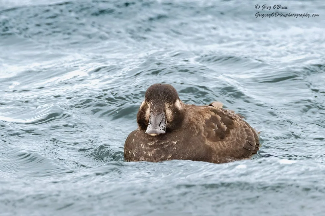 Surf Scoter - (female) - South River - Humarock, Massachusetts