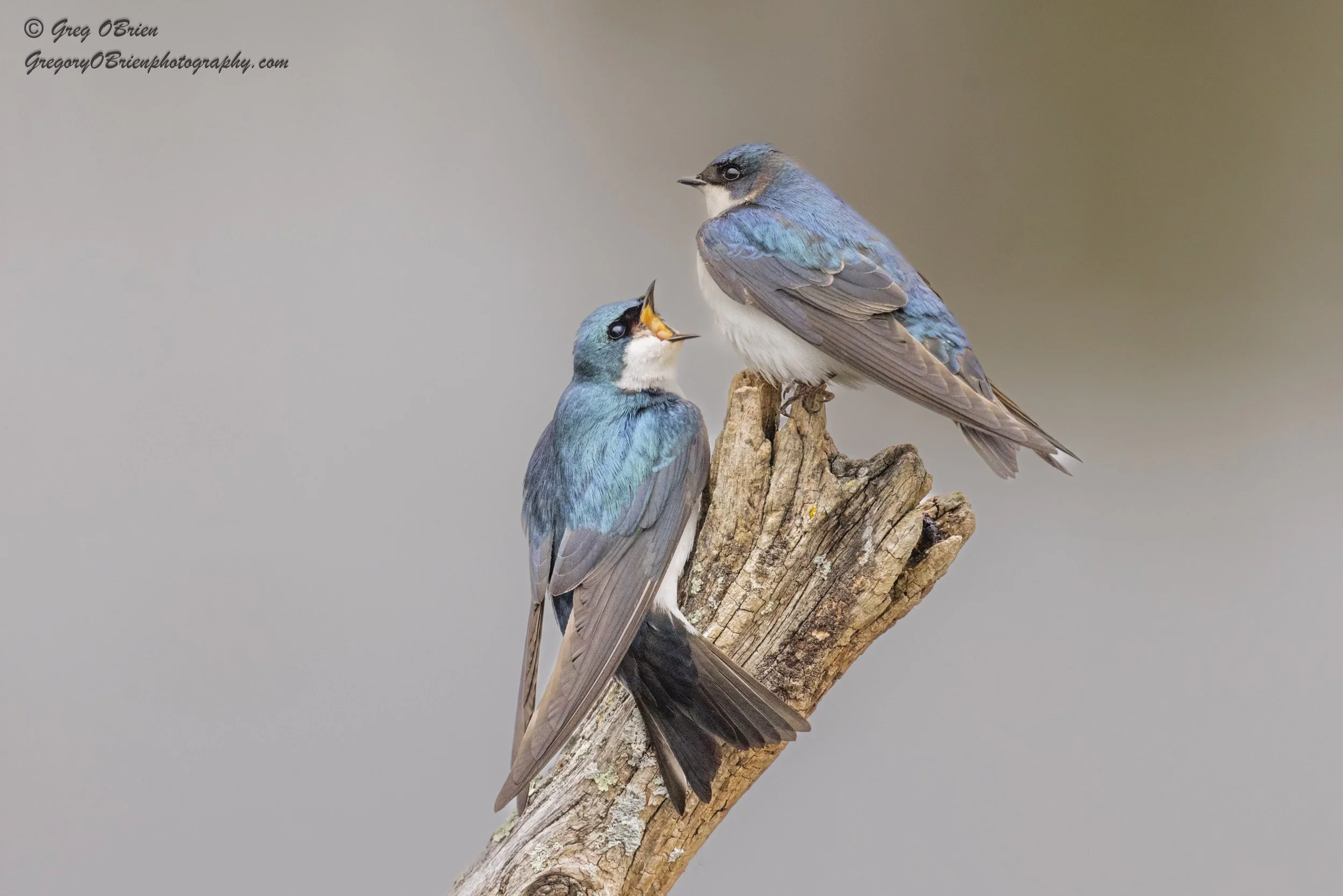 Tree Swallows - Daniel Webster Wildlife Sanctuary - Marshfield, Massachusetts