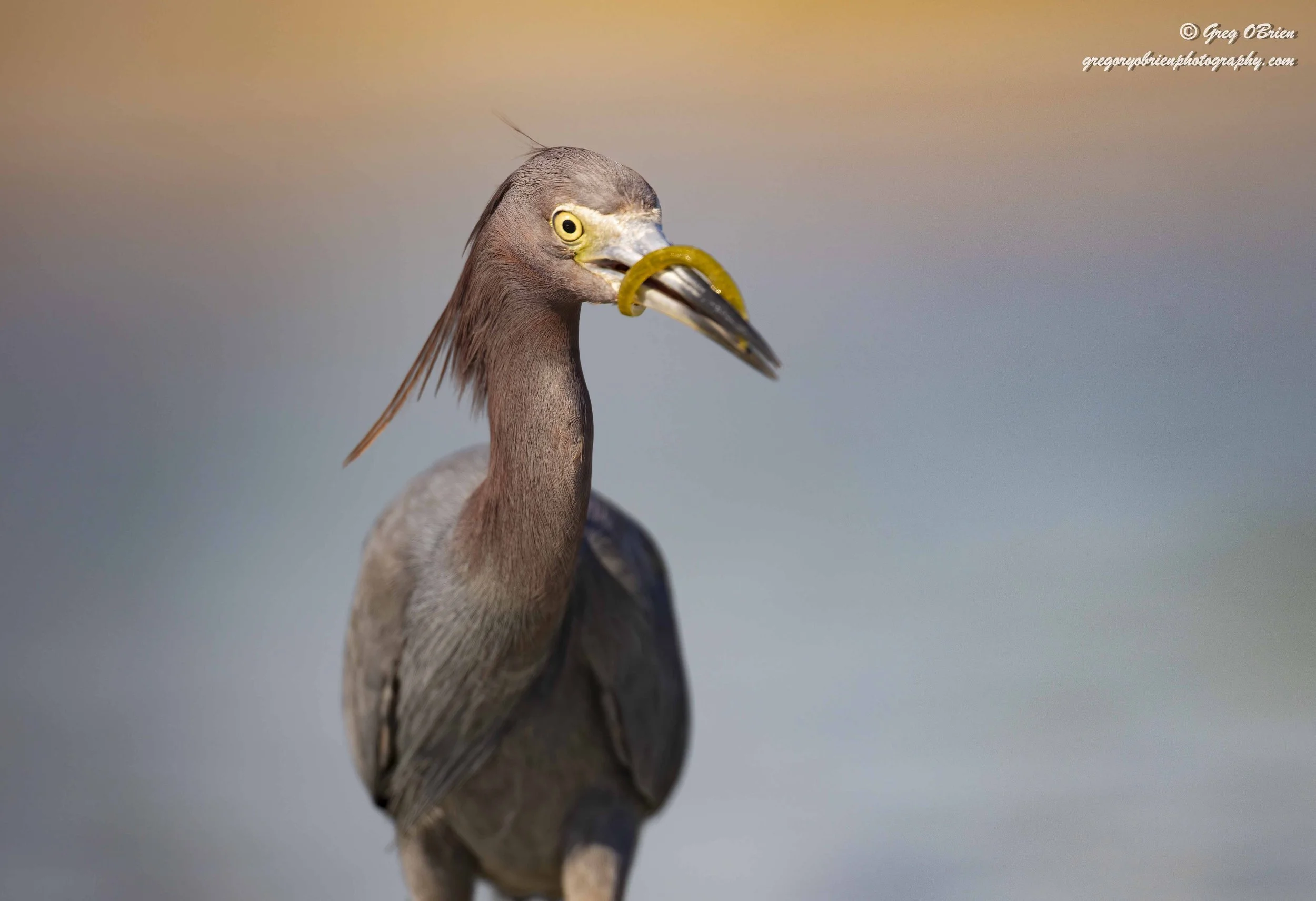 Little Blue Heron with an eel - Fort De Soto Park - Tierra Verde, Florida
