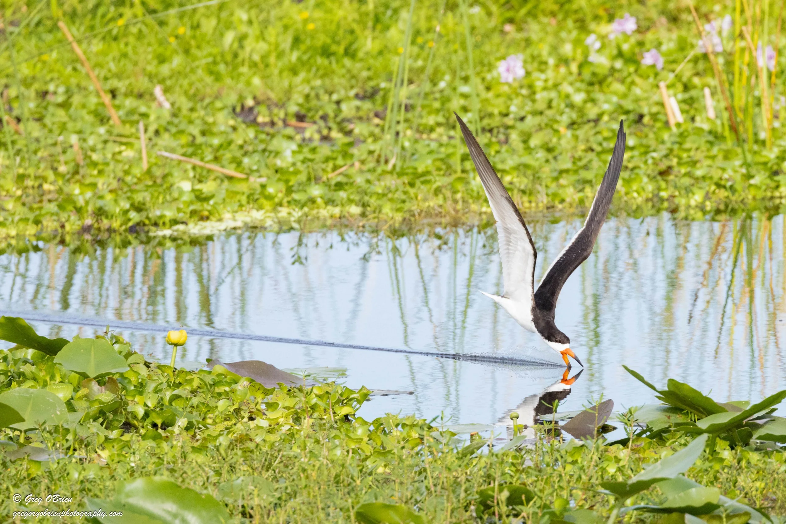 Black Skimmer - Celery Fields - Sarasota, Florida