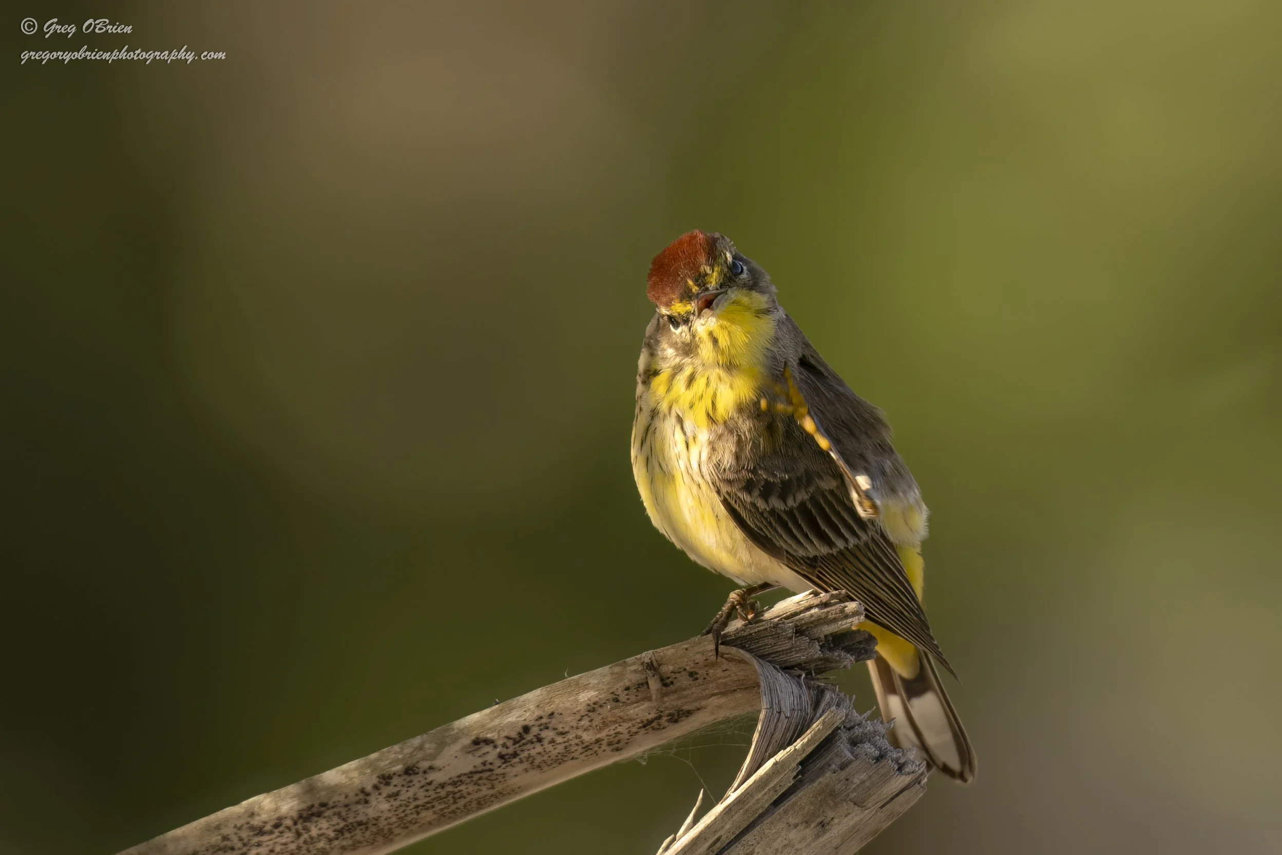 Palm Warbler (yellow/eastern) - Tucked in the brush at Nokomis Beach area - Florida